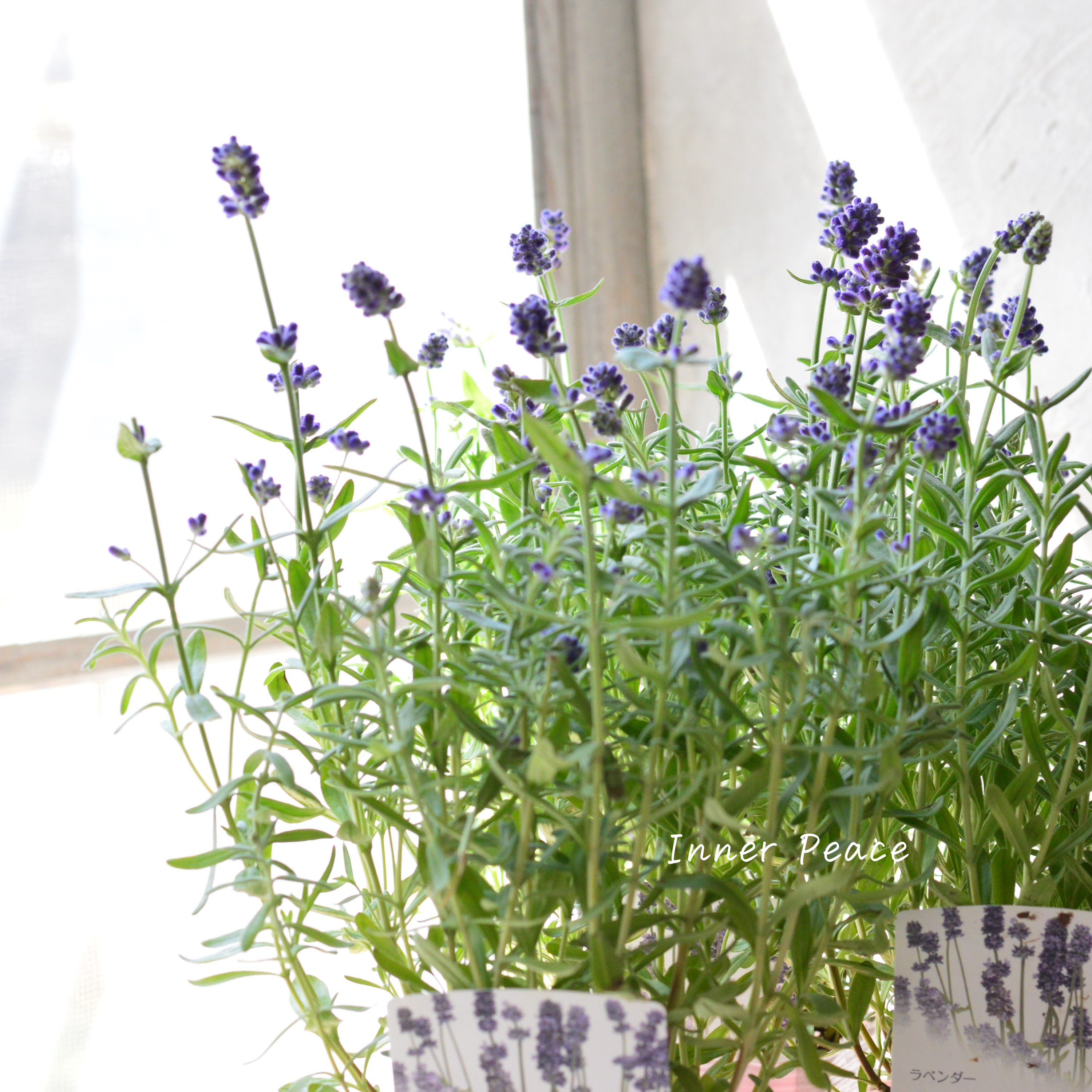 【良い香り】ラベンダー 『センティヴィア・ブルー』 3寸ロングPOT