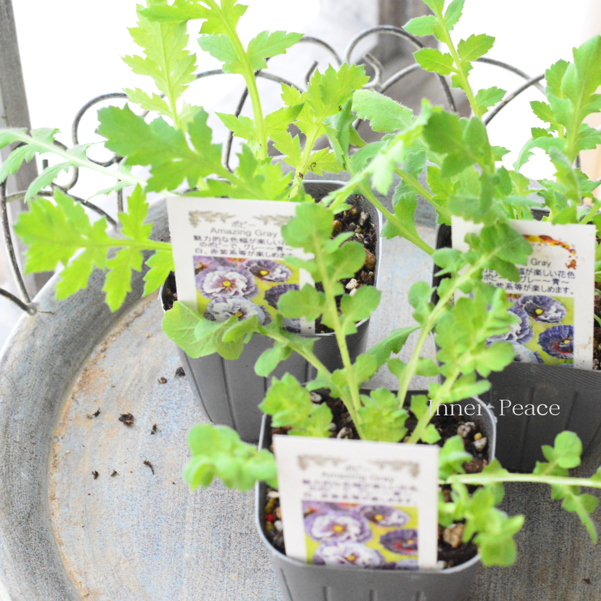 【シック】 ポピー 『アメージンググレー』 3寸POT(植え込み用)