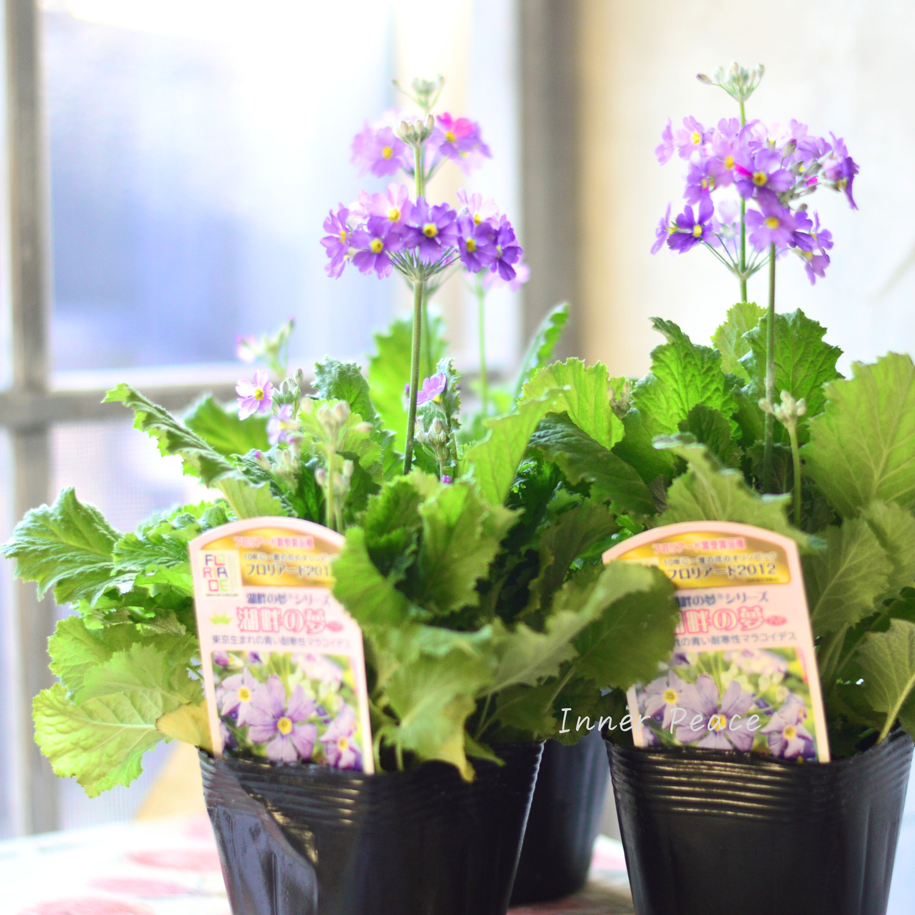 【美しい】 プリムラ マラコイデス 『湖畔の夢』 3.5寸POT