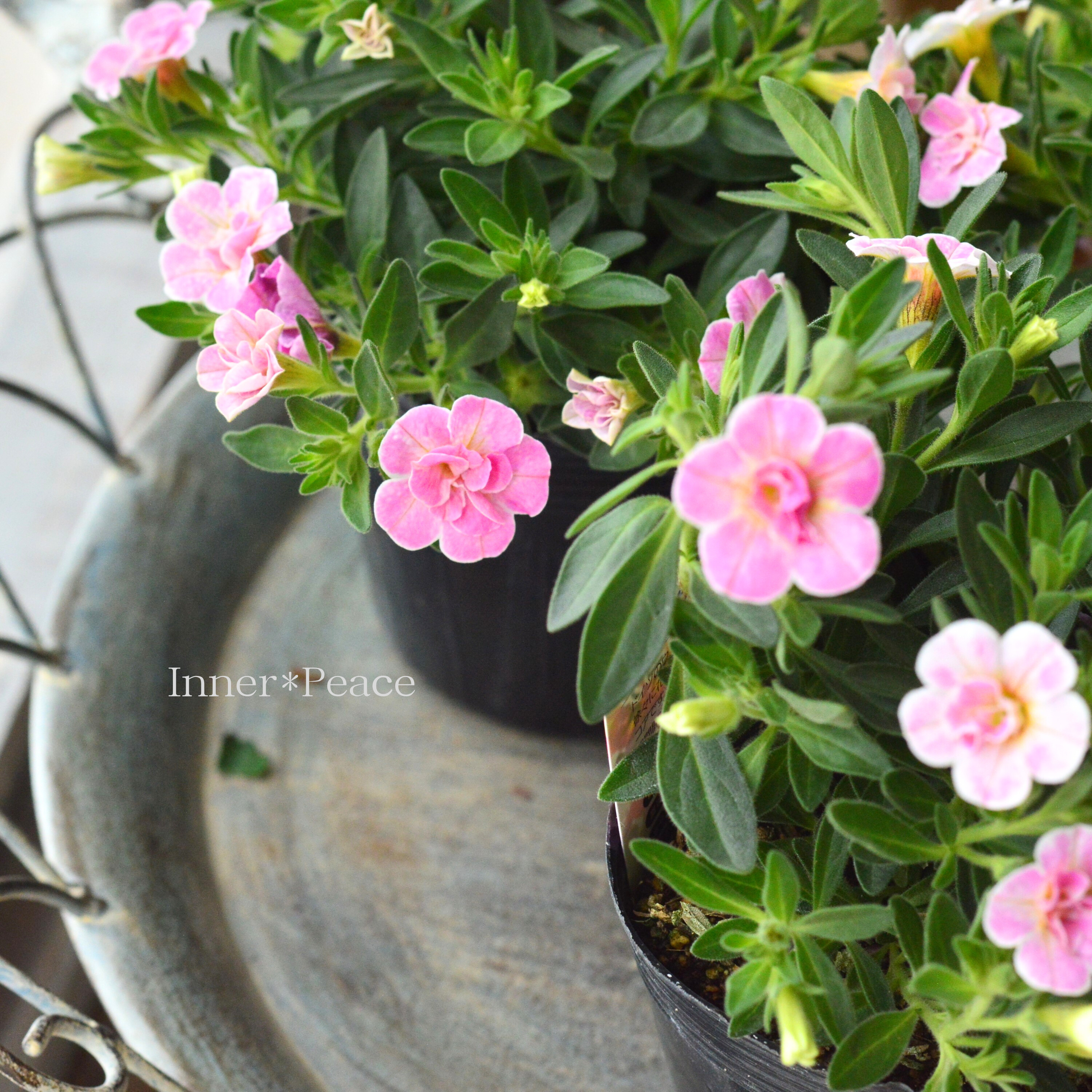 【暑さに強い】 カリブラコア 『カメレオン・ダブルティックルピンク』 3.5寸POT