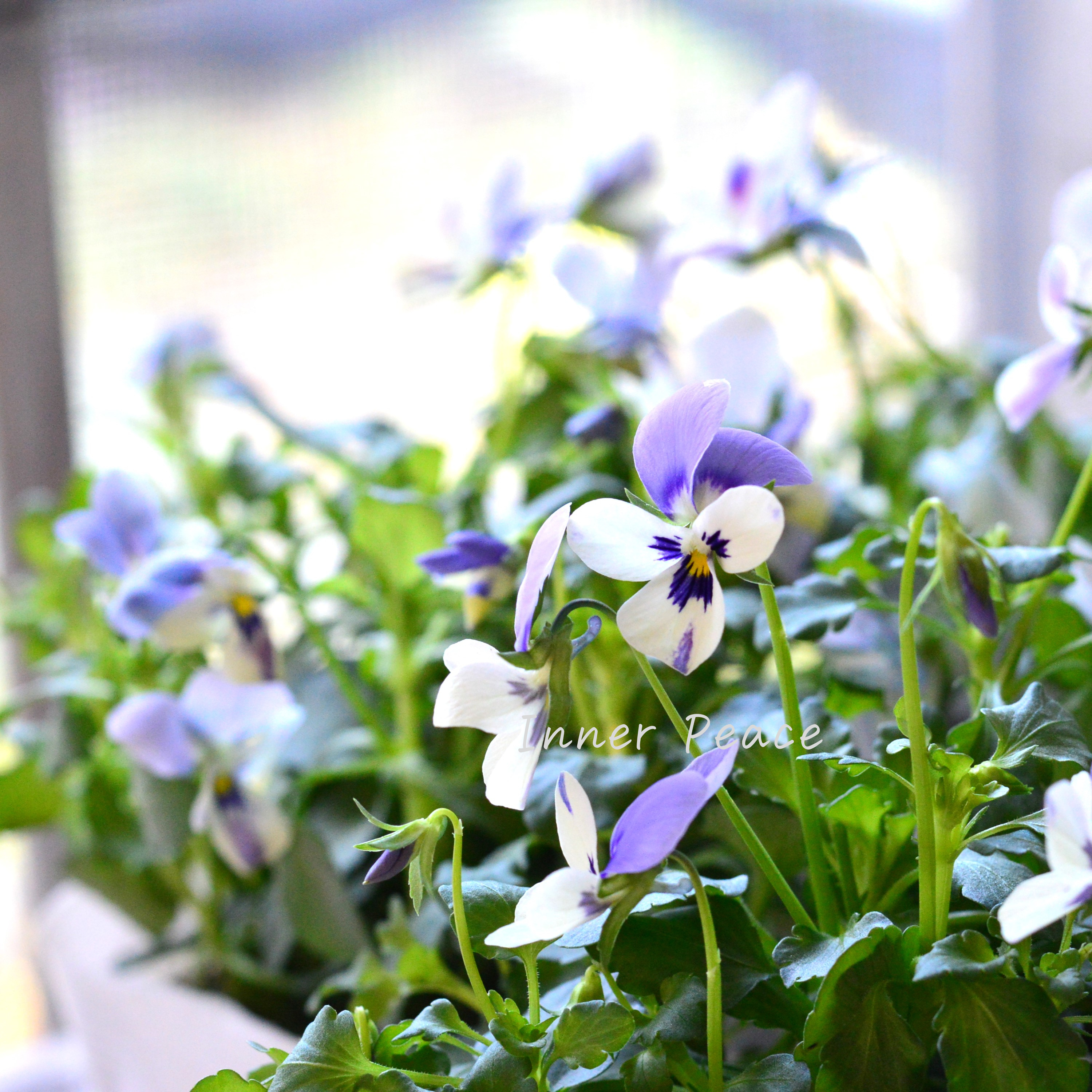 【美しい】 ビオラ ロカハーツ 『ブルーウイングス』 3.5寸POT