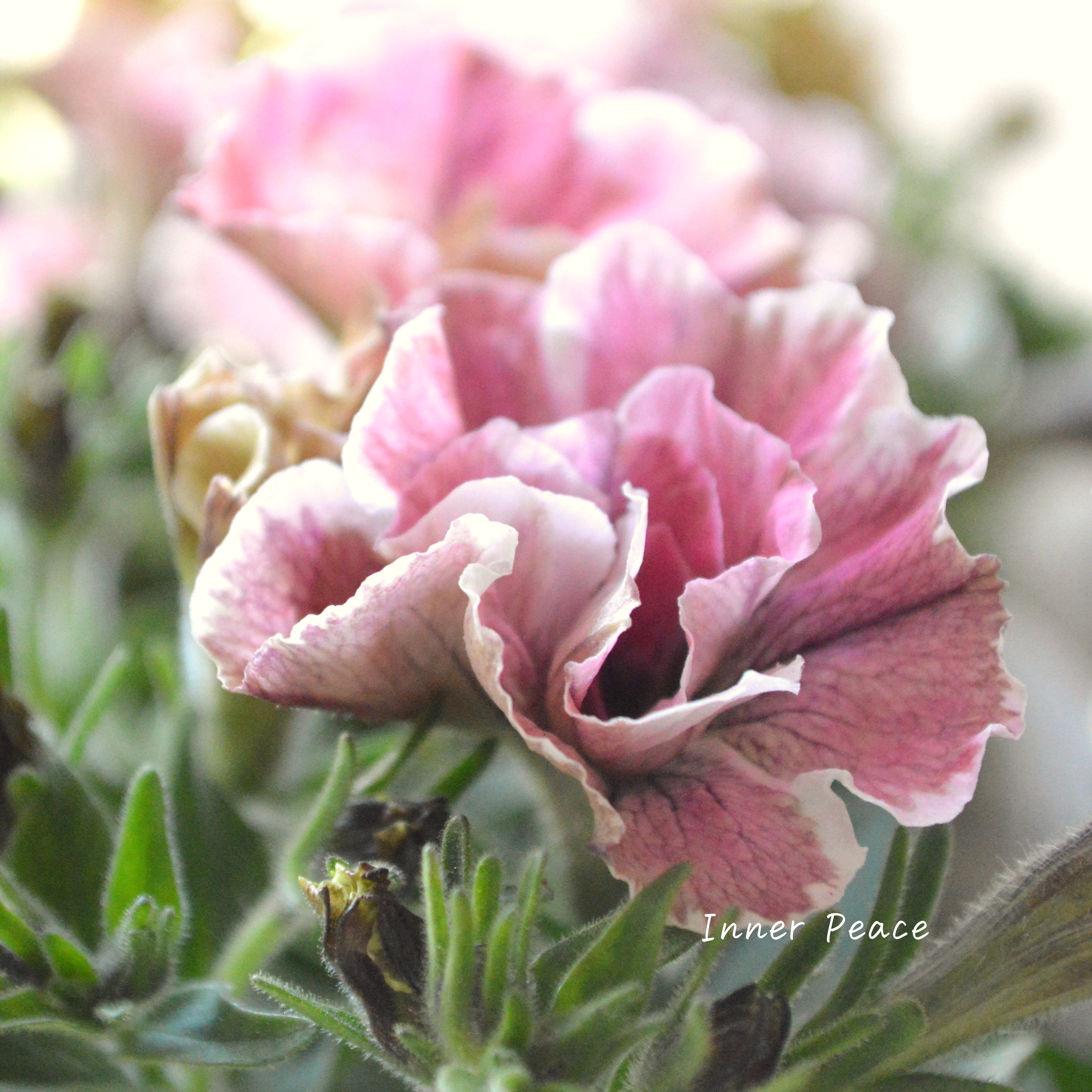 【花芳さんオリジナル】 八重咲きペチュニア 『ジュリエット・桜モダン』 3.5寸POT