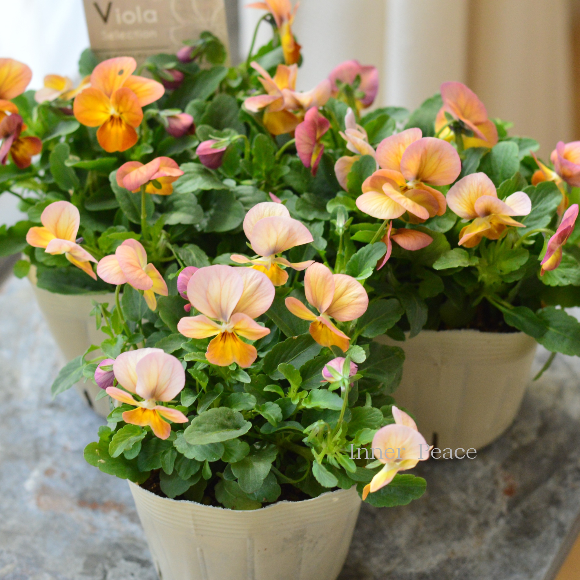 【アンティーク】 ビオラ・ビビ 『アプリコットアンティーク』 3.5寸POT