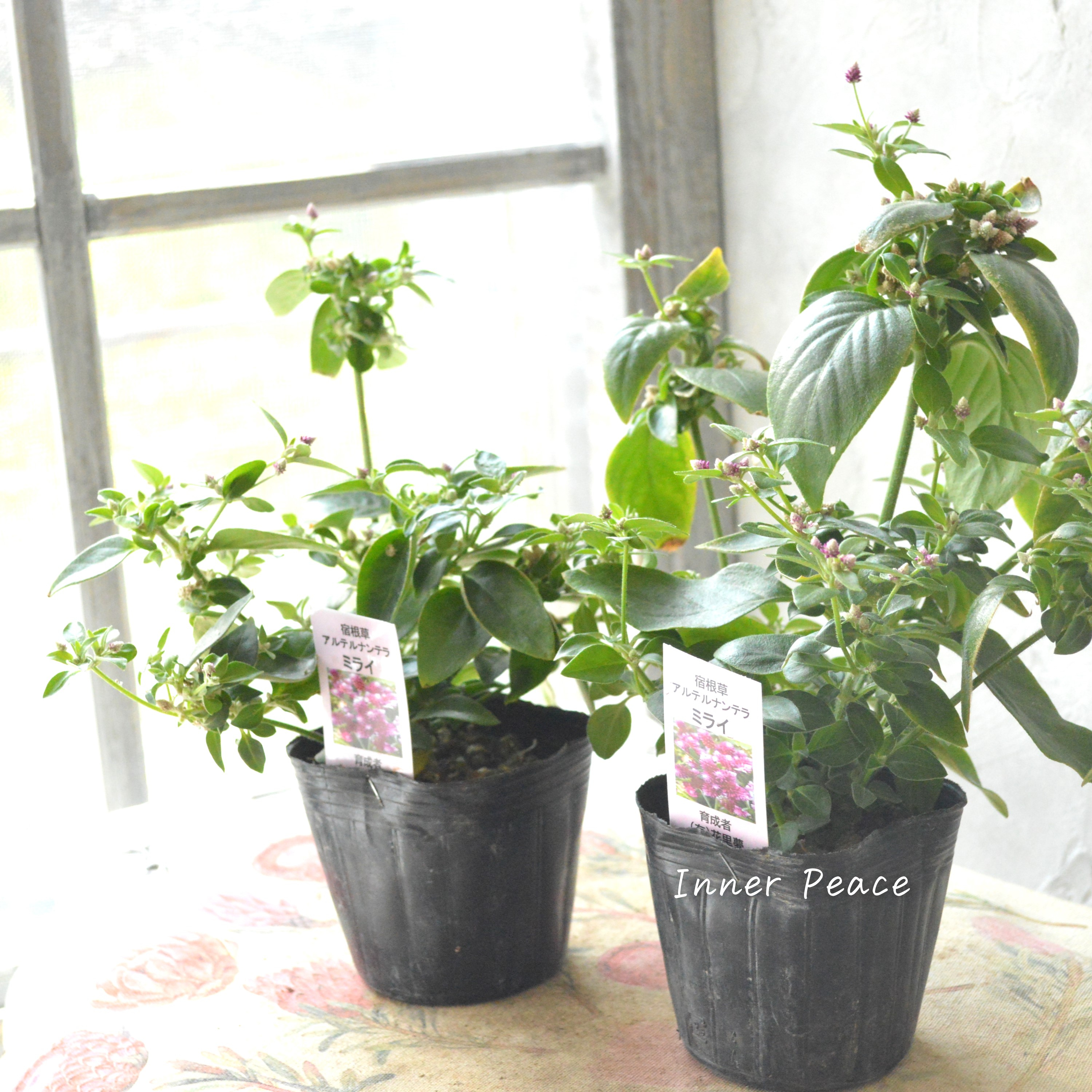 【かわいい】 アルテルナンテラ 『ミライ』 3寸POT