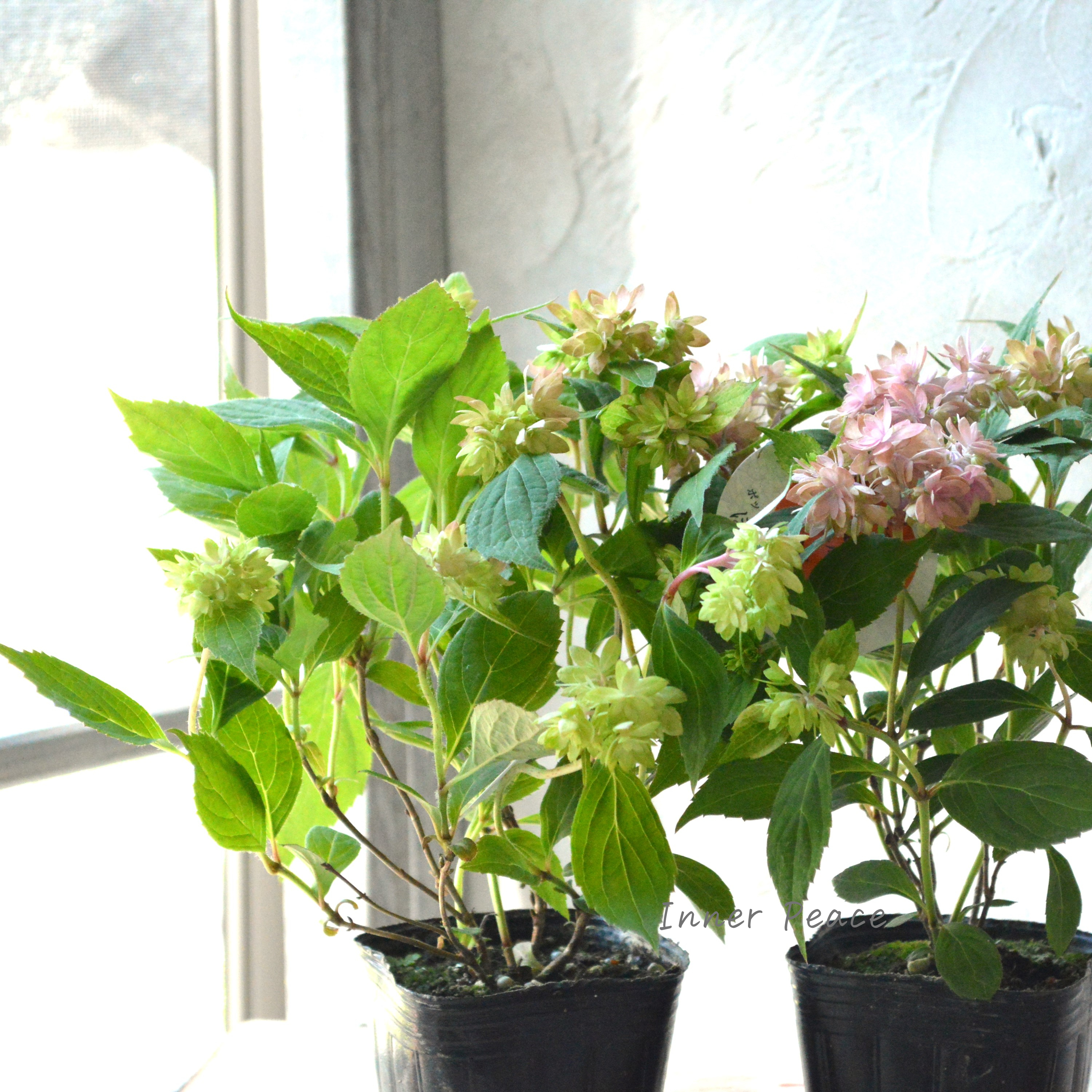 【吉岡麗子さん】 紫陽花 (ぽじさい)『マルルー・ピンク系』 3号POT