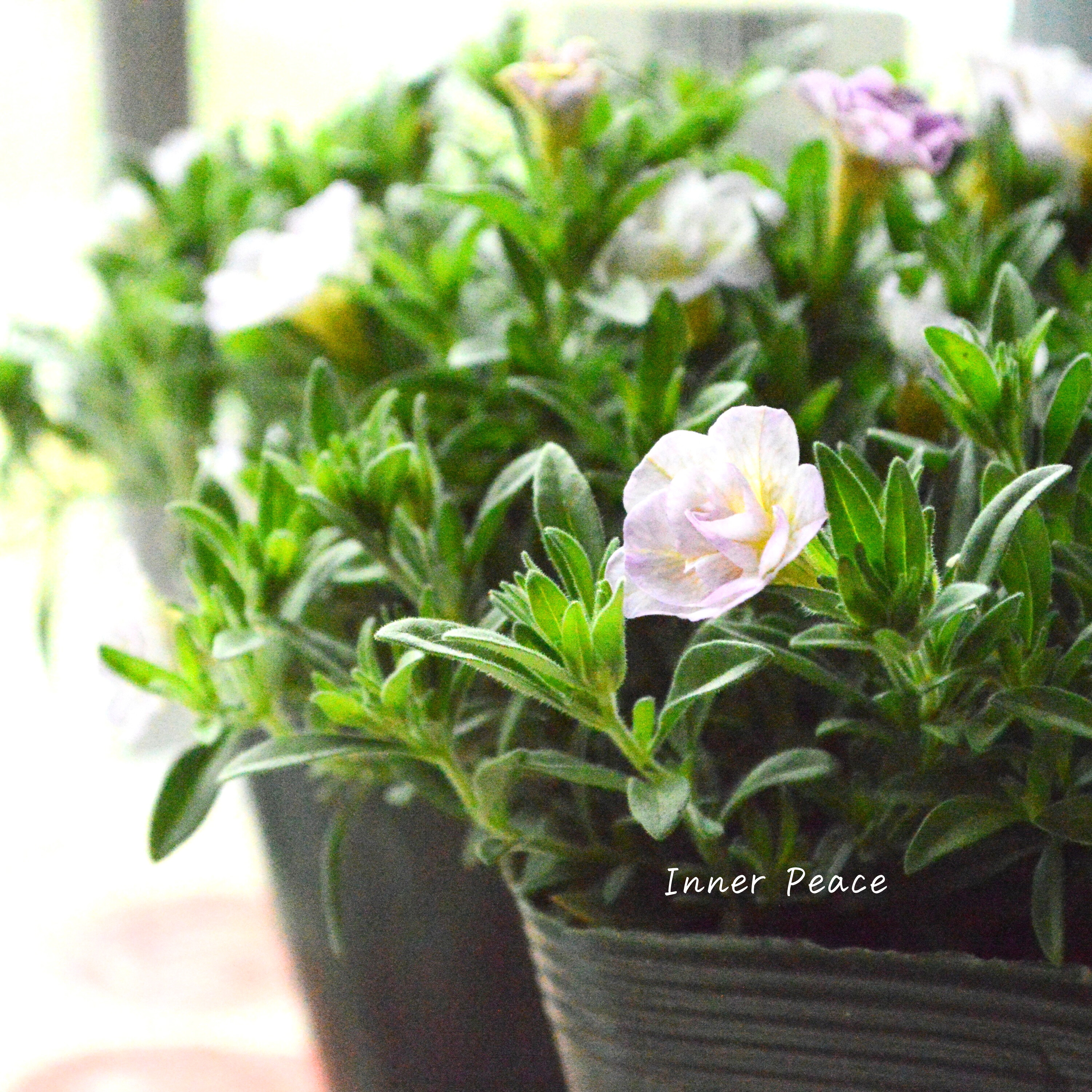 【ゲブラさん】 Sale! 八重咲きカリブラコア 『17歳~セブンティーン~』 3.5寸POT