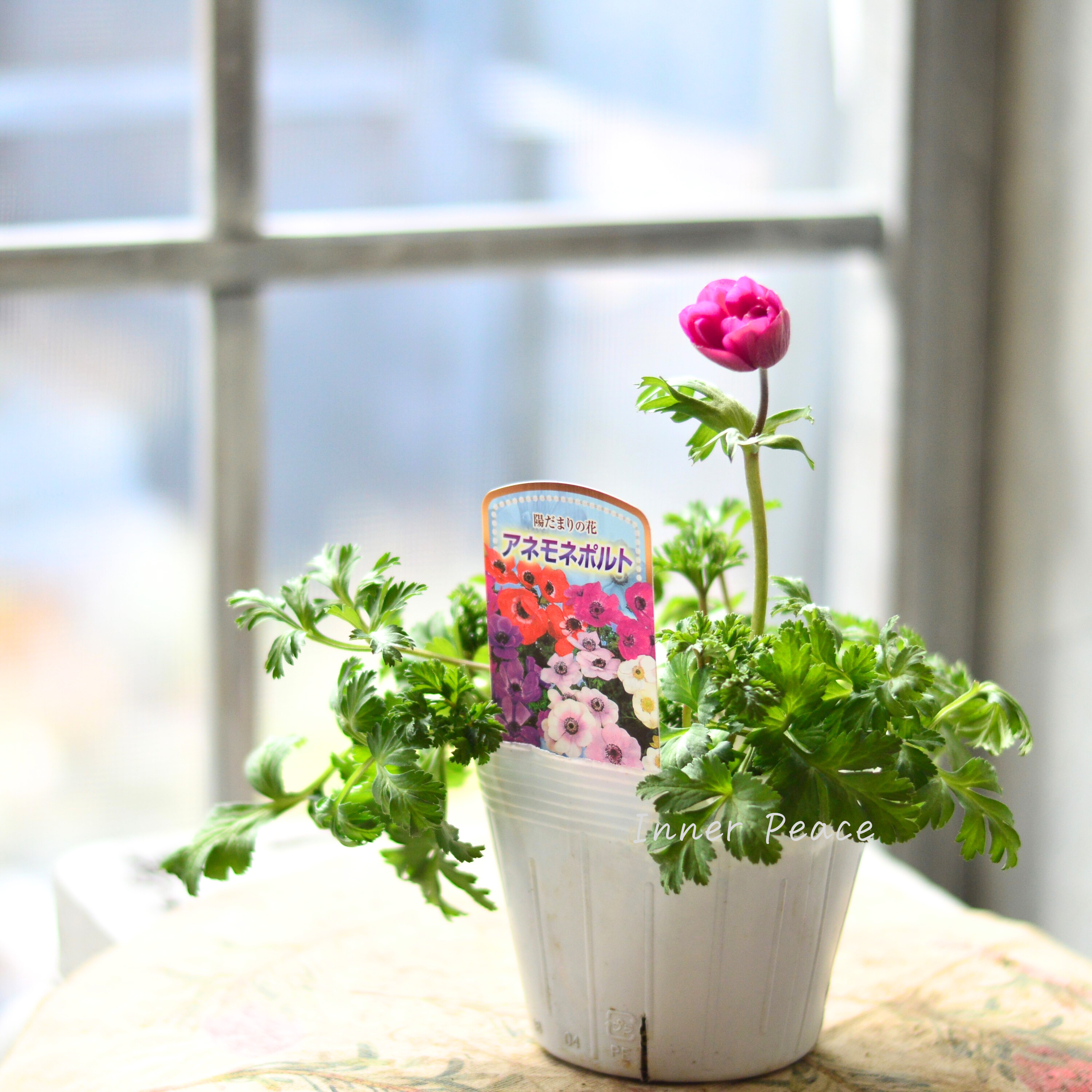 【人気】 アネモネ 『ポルト・ピンク系』 3~3.5寸POT