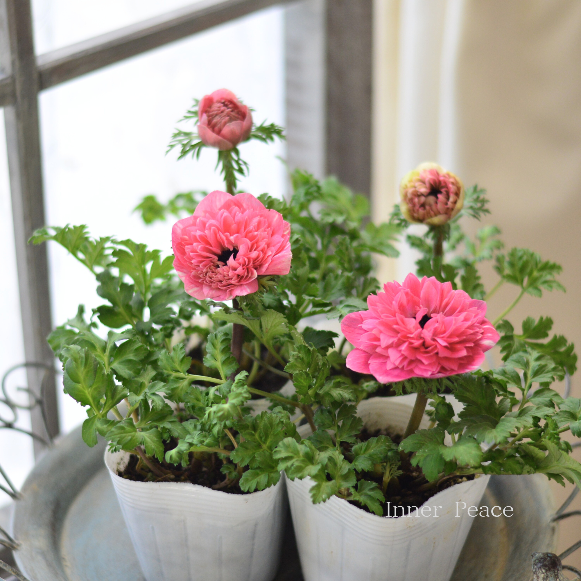 【人気】 アネモネ 『ポルトダブル・ピンク』 3.5寸POT