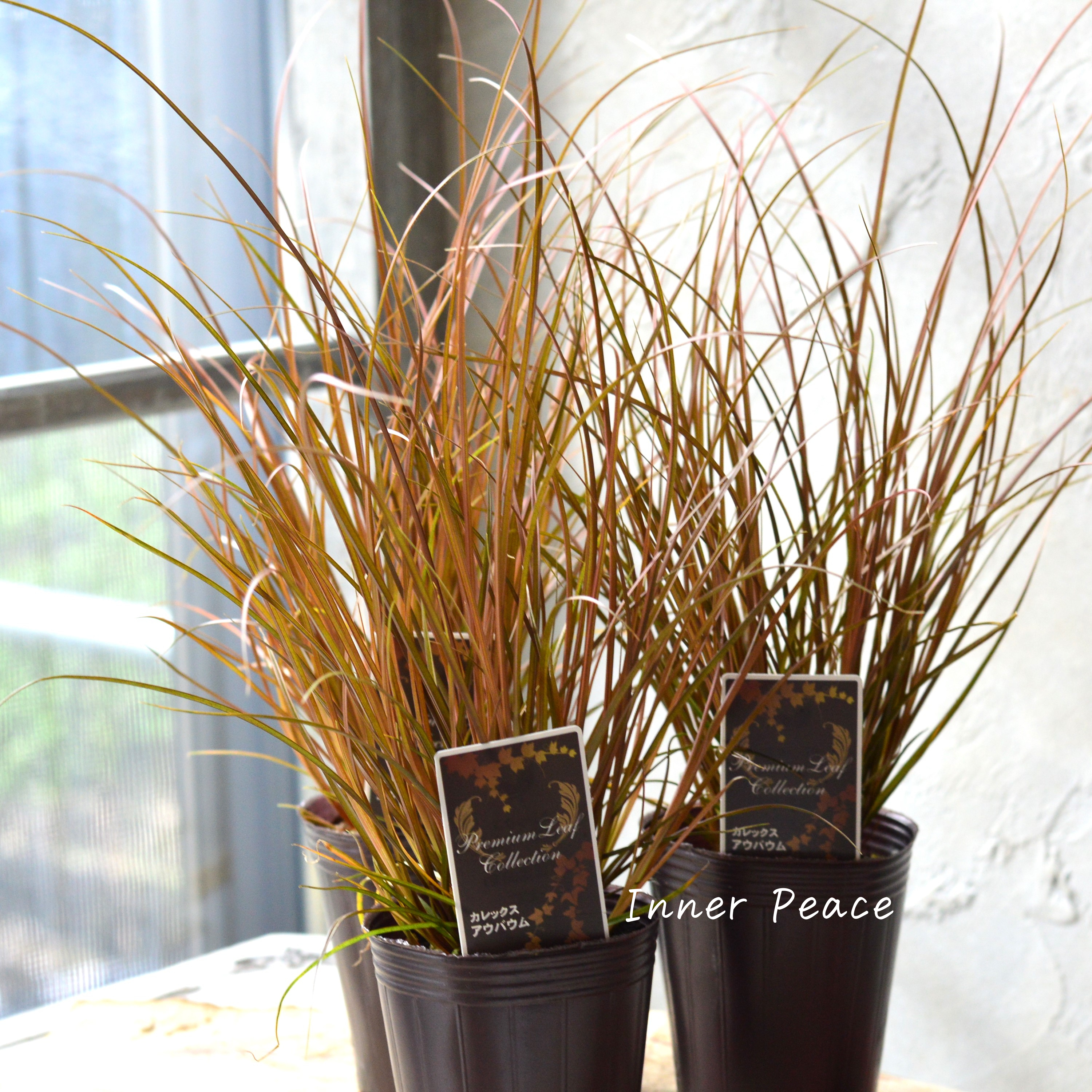 【オシャレ】 カレックス 『アウバウム』 2.5寸POT