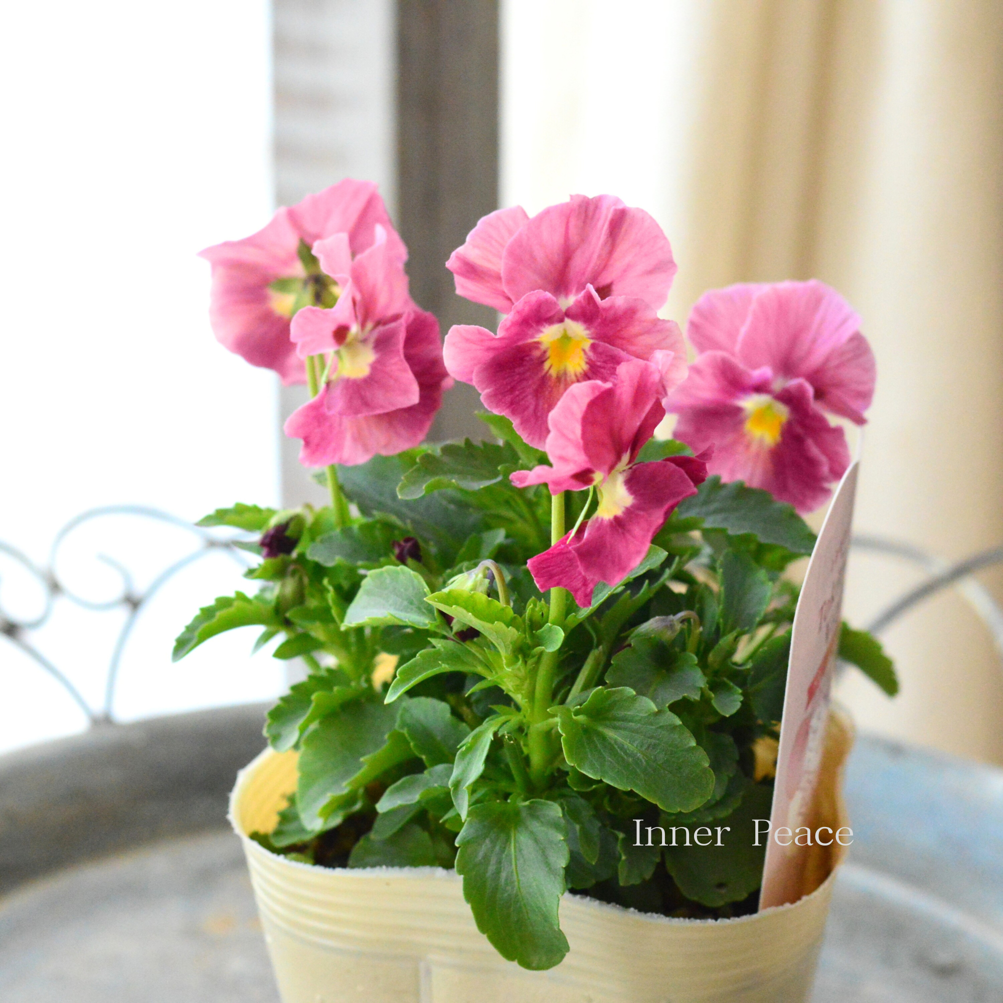 【奥田園芸さん】 ときめきビオラ 『ベビーピンクメロウ』 3.5寸POT