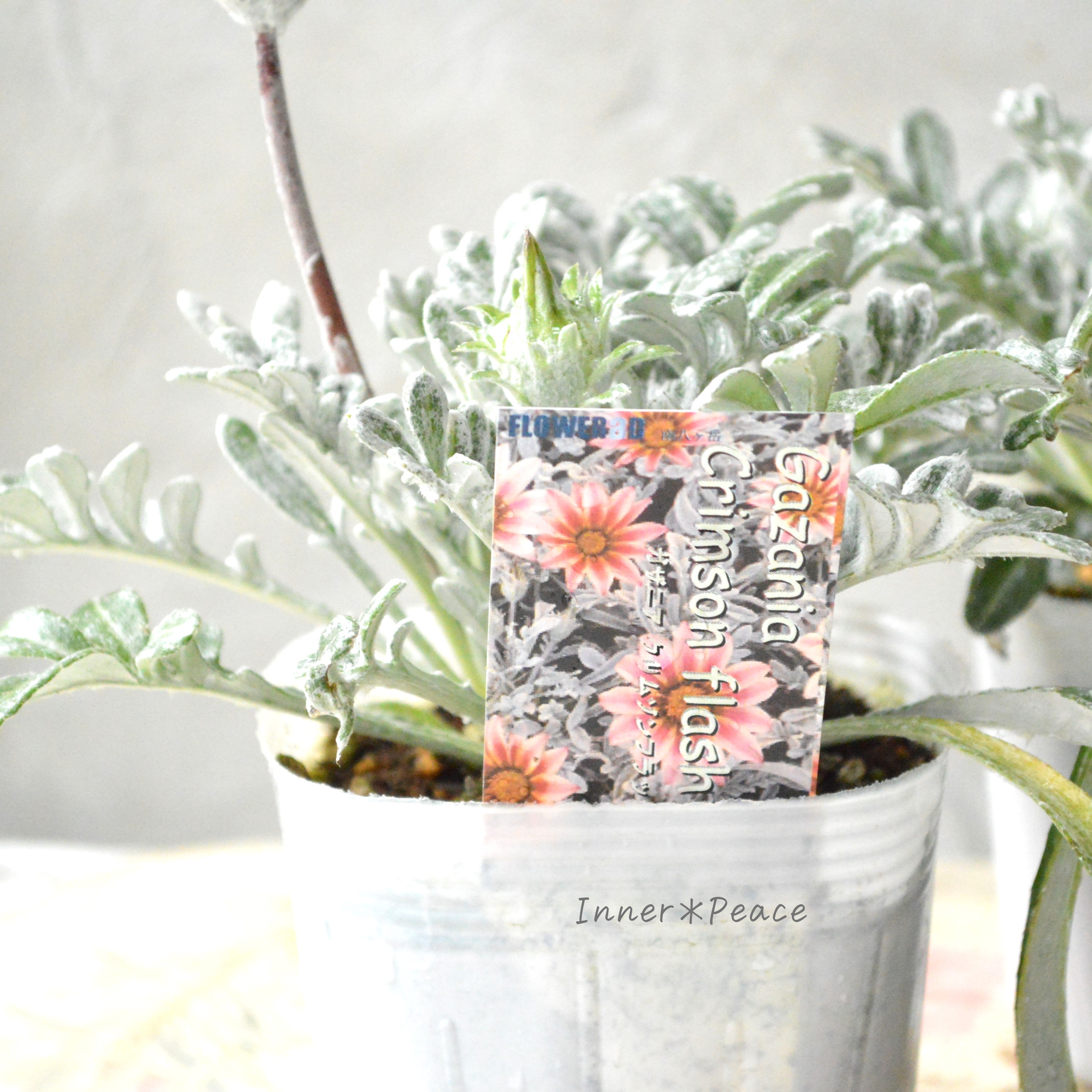 【希少】 ガザニア 『クリムゾンフラッシュ』 3.5寸POT