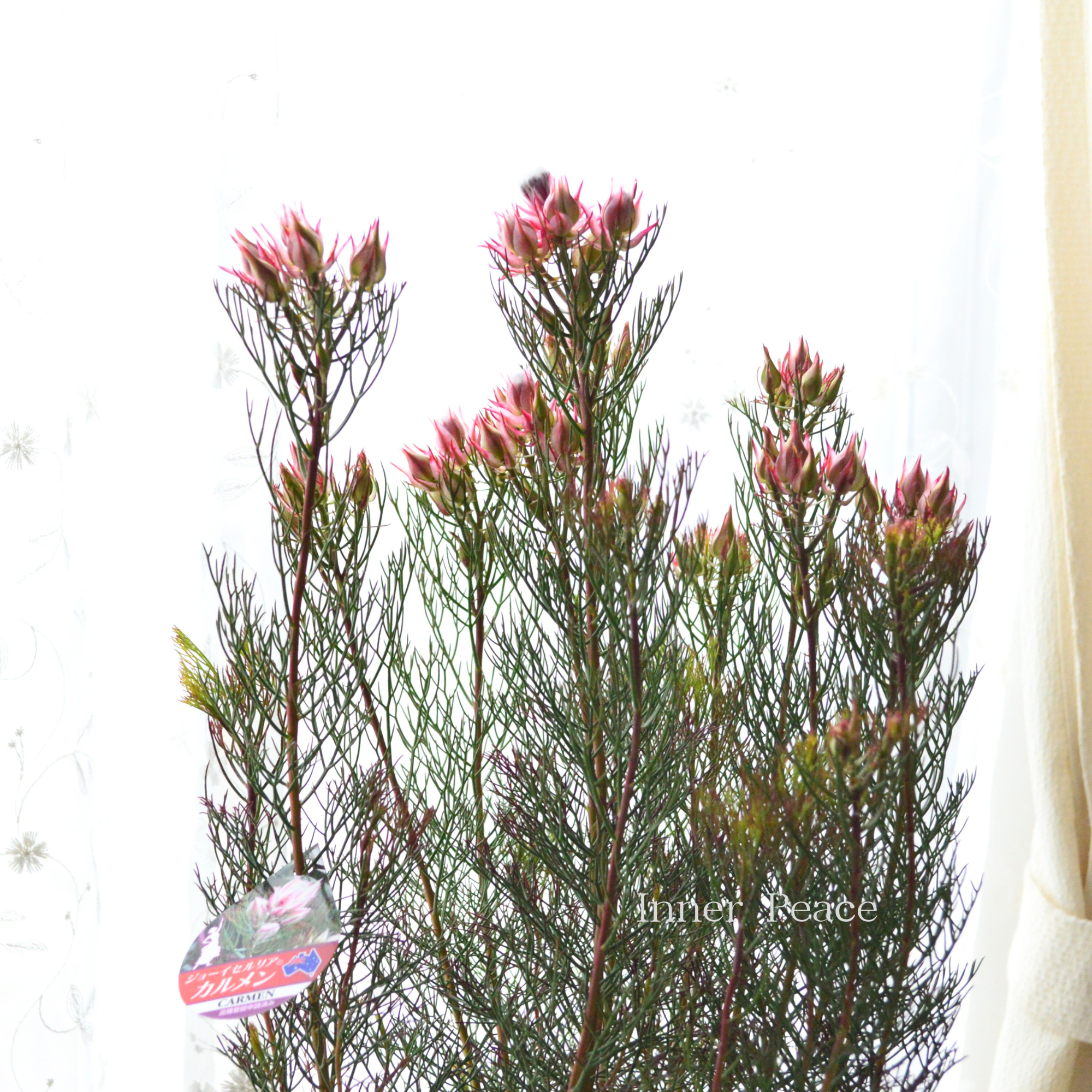 【大苗】 ジョーイセルリア 『カルメン』 6号鉢