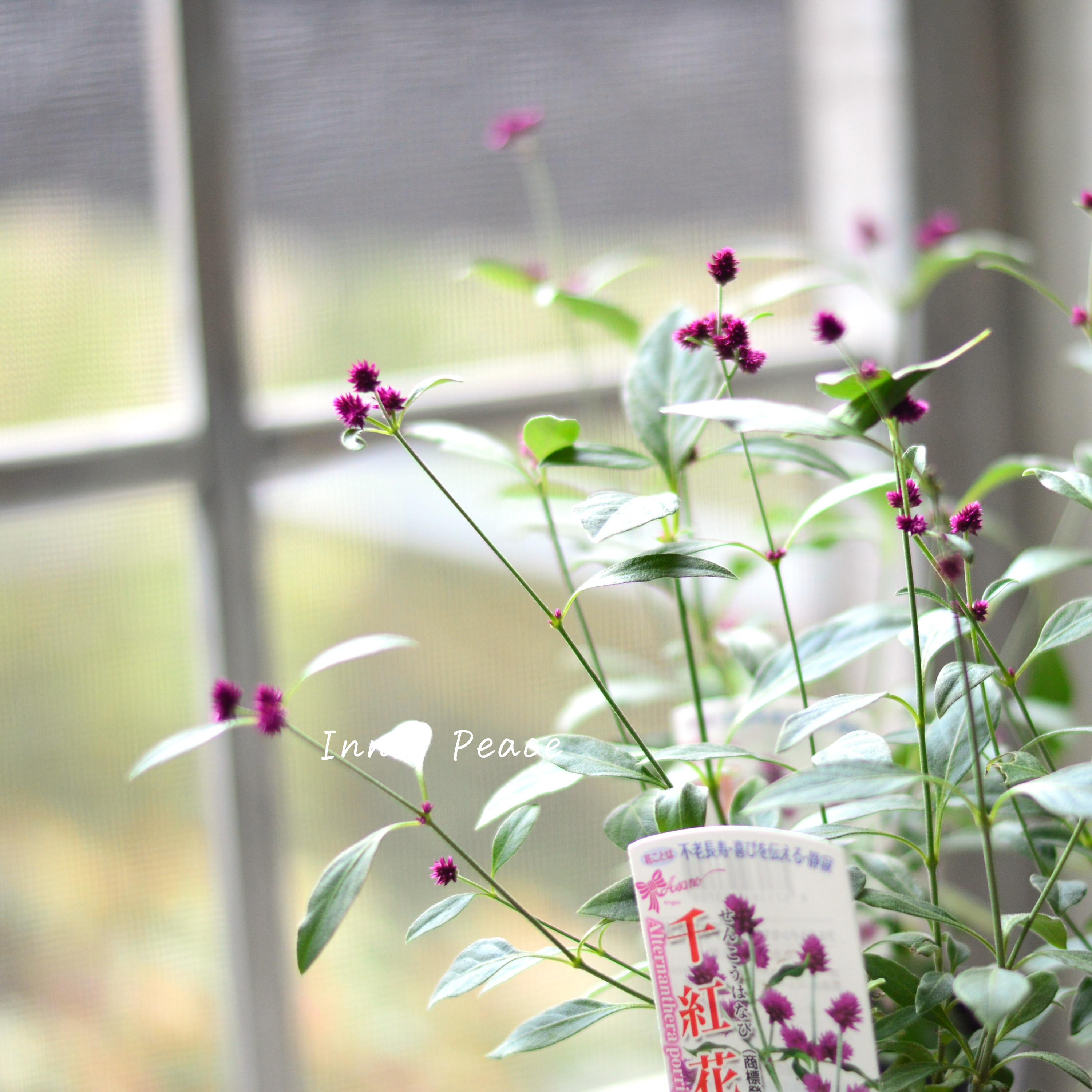 【かわいい】 アルテルナンテラ 『千紅花火』 3寸POT