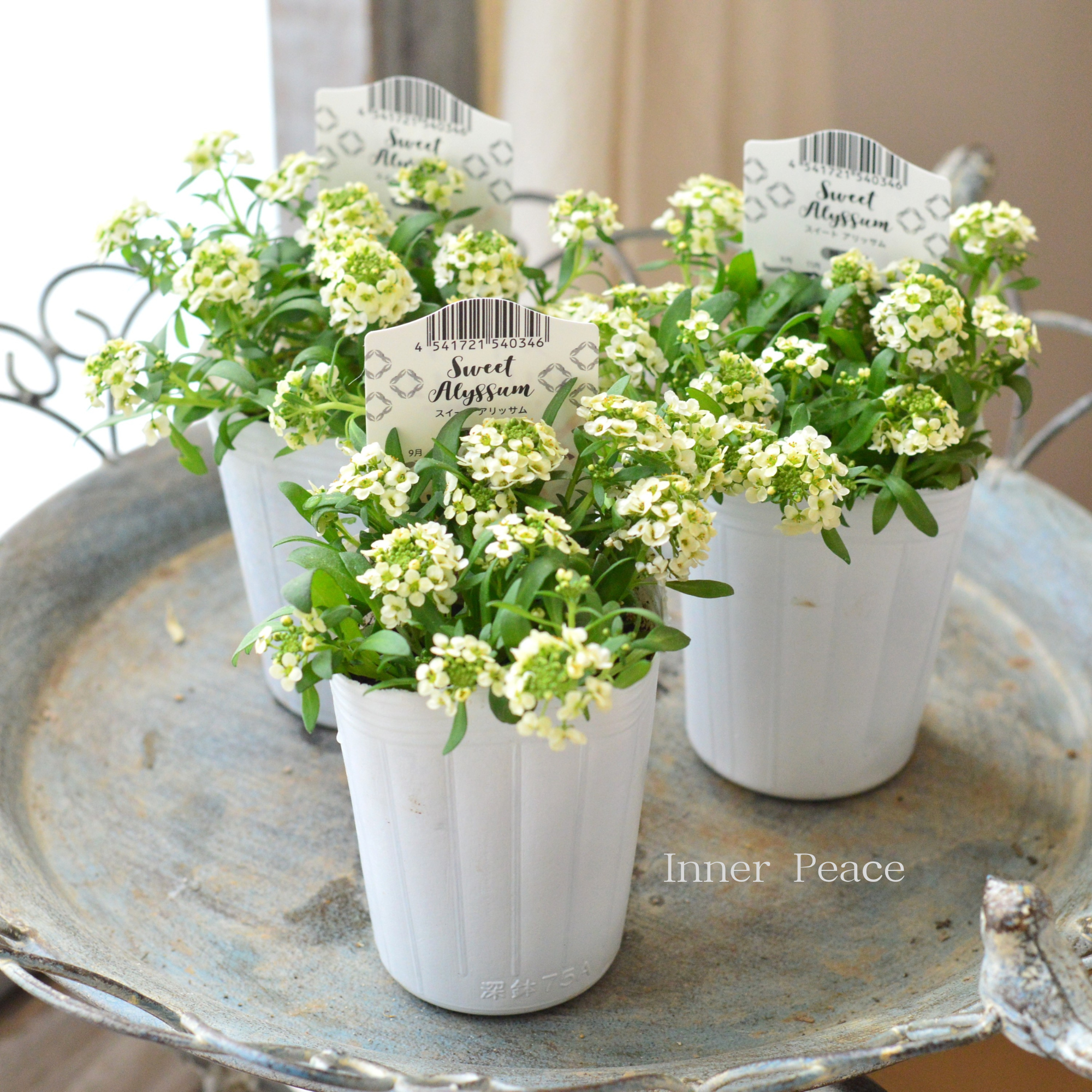 【かわいい】 スイートアリッサム 『アルーレ・レモンイエロー』 2.5寸POT