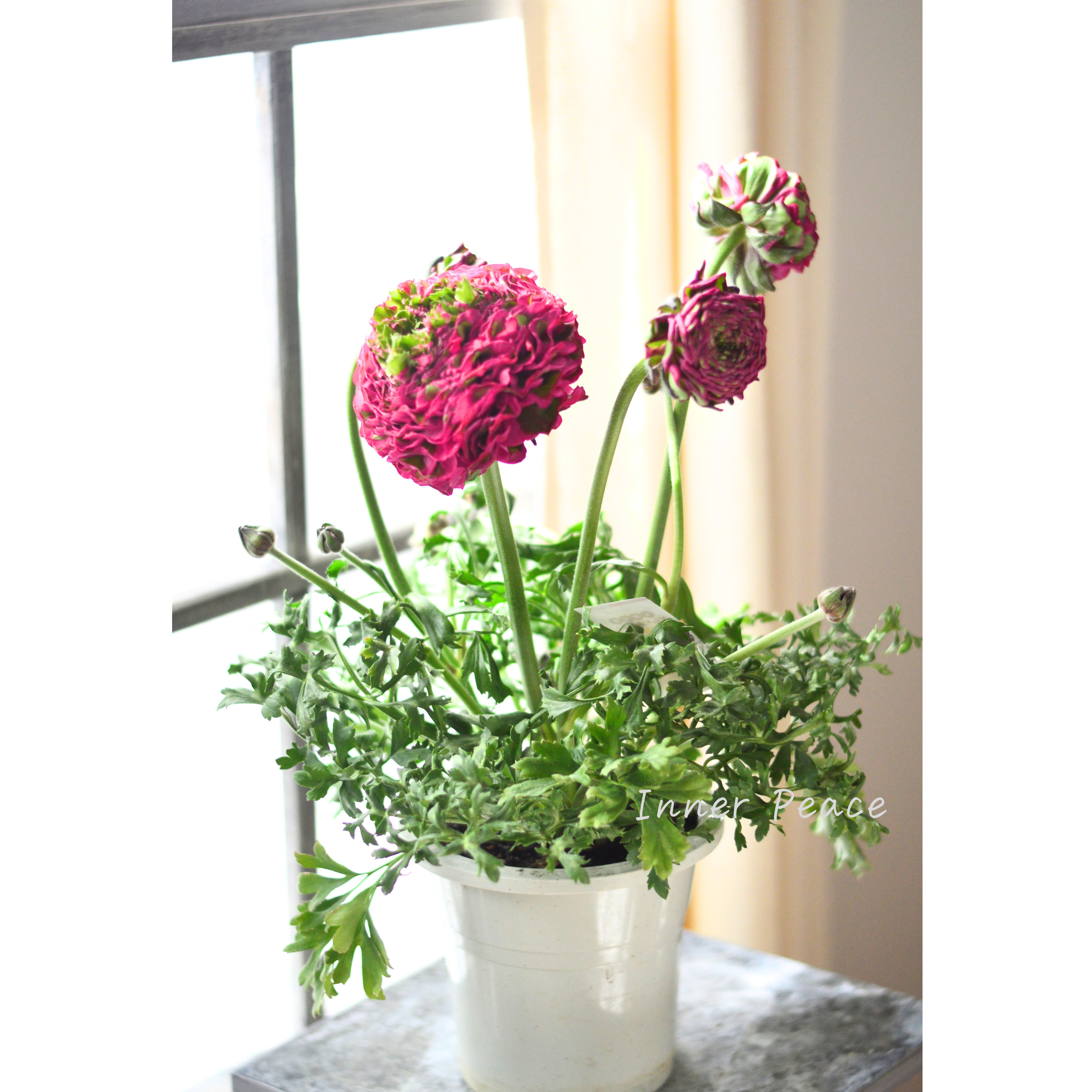 【希少】 ラナンキュラス・ポンポン 『アラジン』 5号鉢