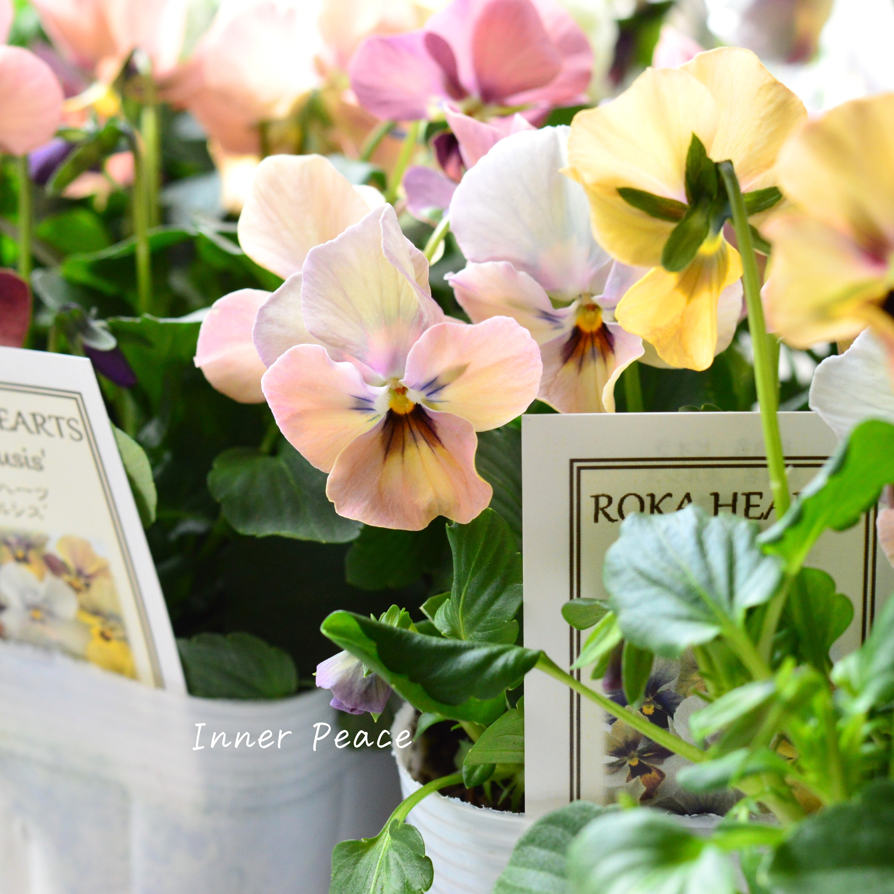 【美しい】 ビオラ ロカハーツ 『ホルシス』 3.5寸POT