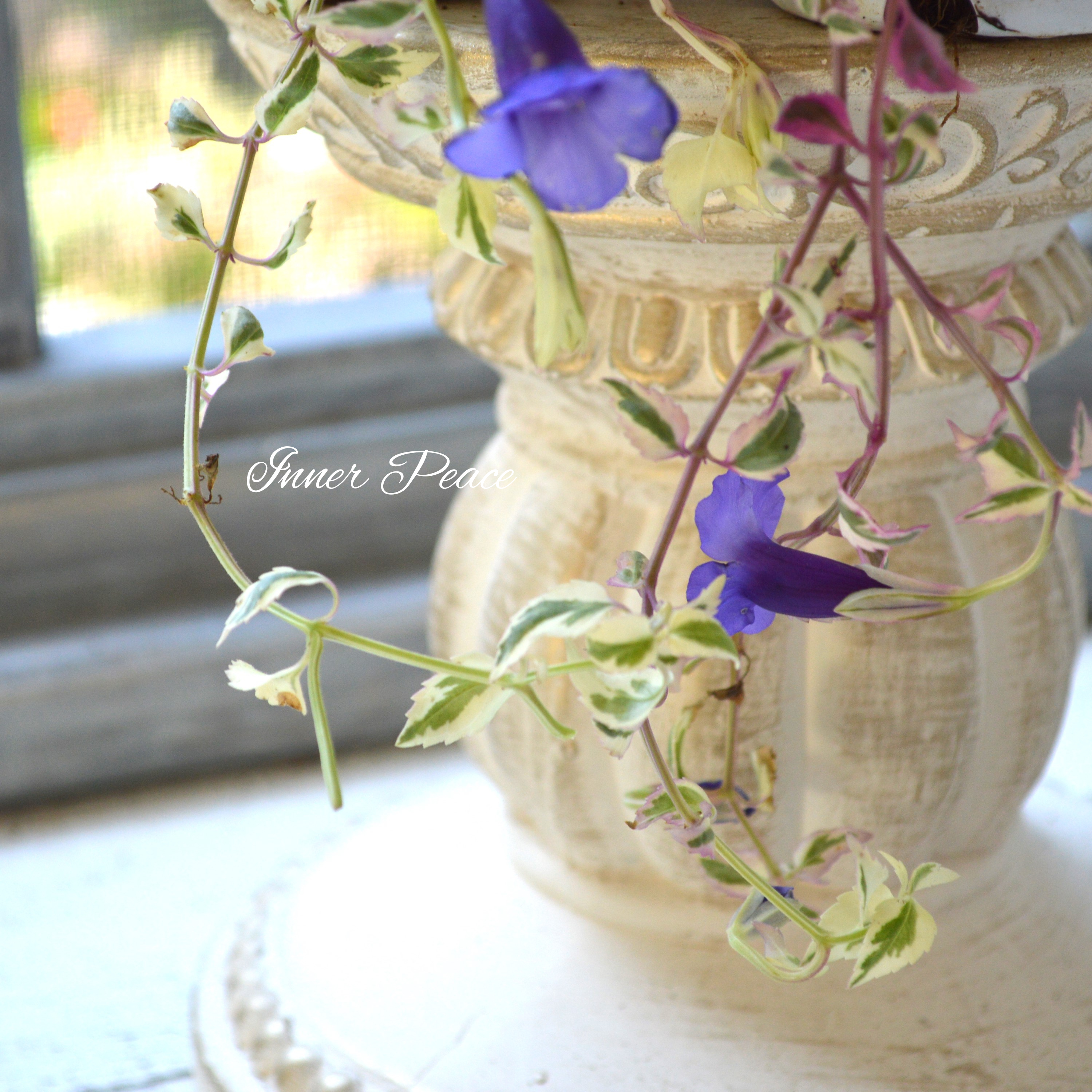 【斑入り】 トレニア 『スイートマジック』 2.5寸ロングPOT