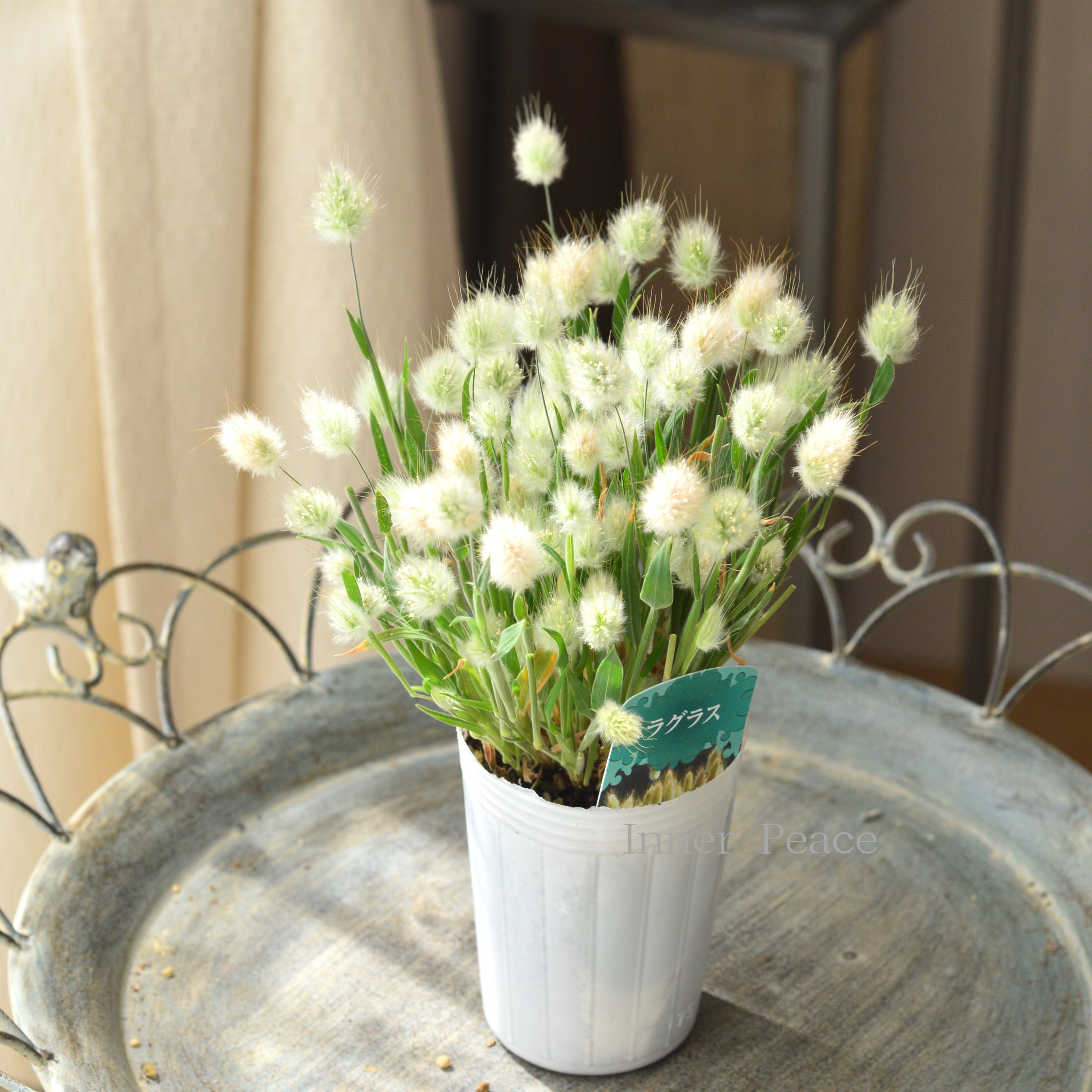 【かわいい】 ラグラス 『バニーテール』 3寸POT