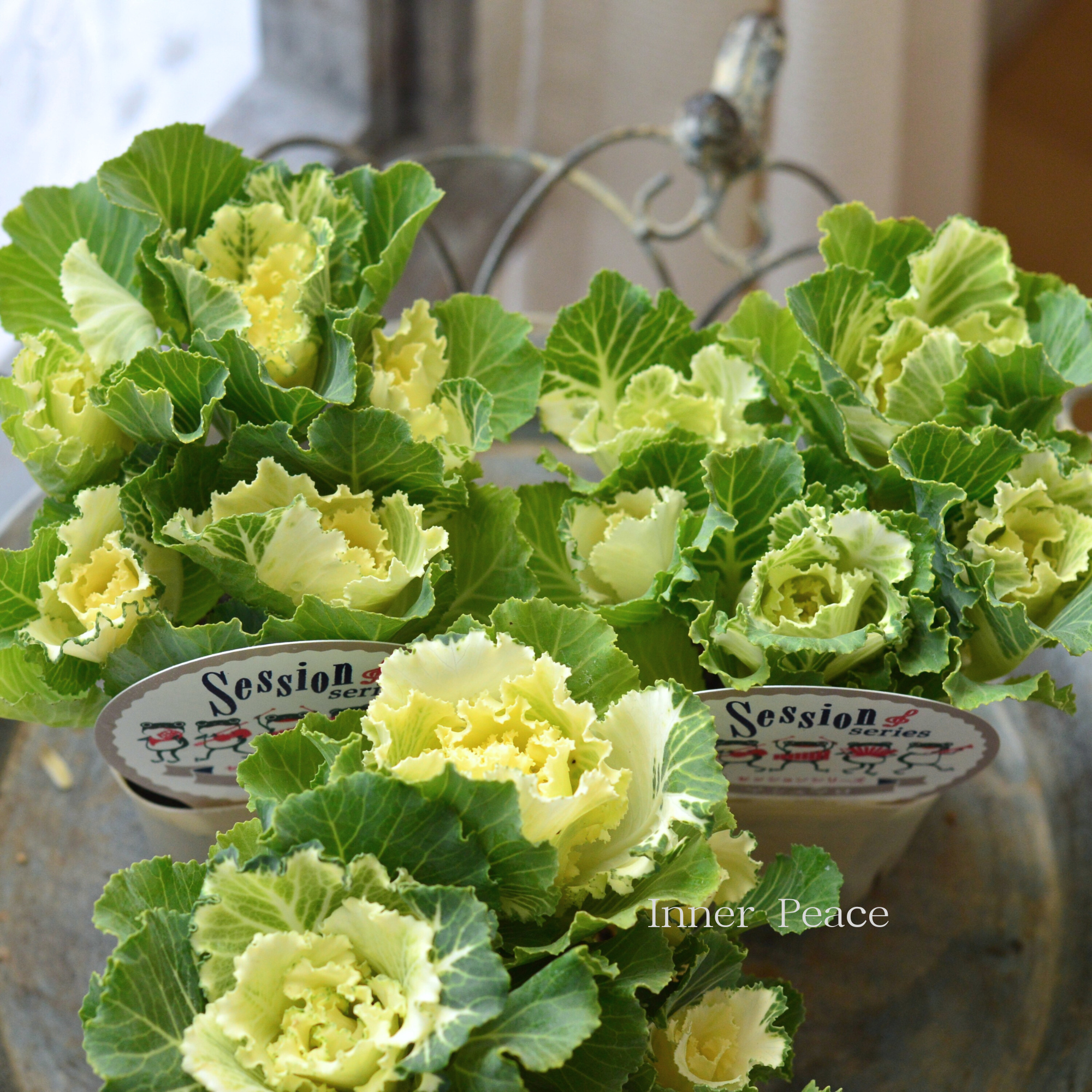 【5本植え】 葉牡丹 『セッション・マシュマロ』 3寸POT