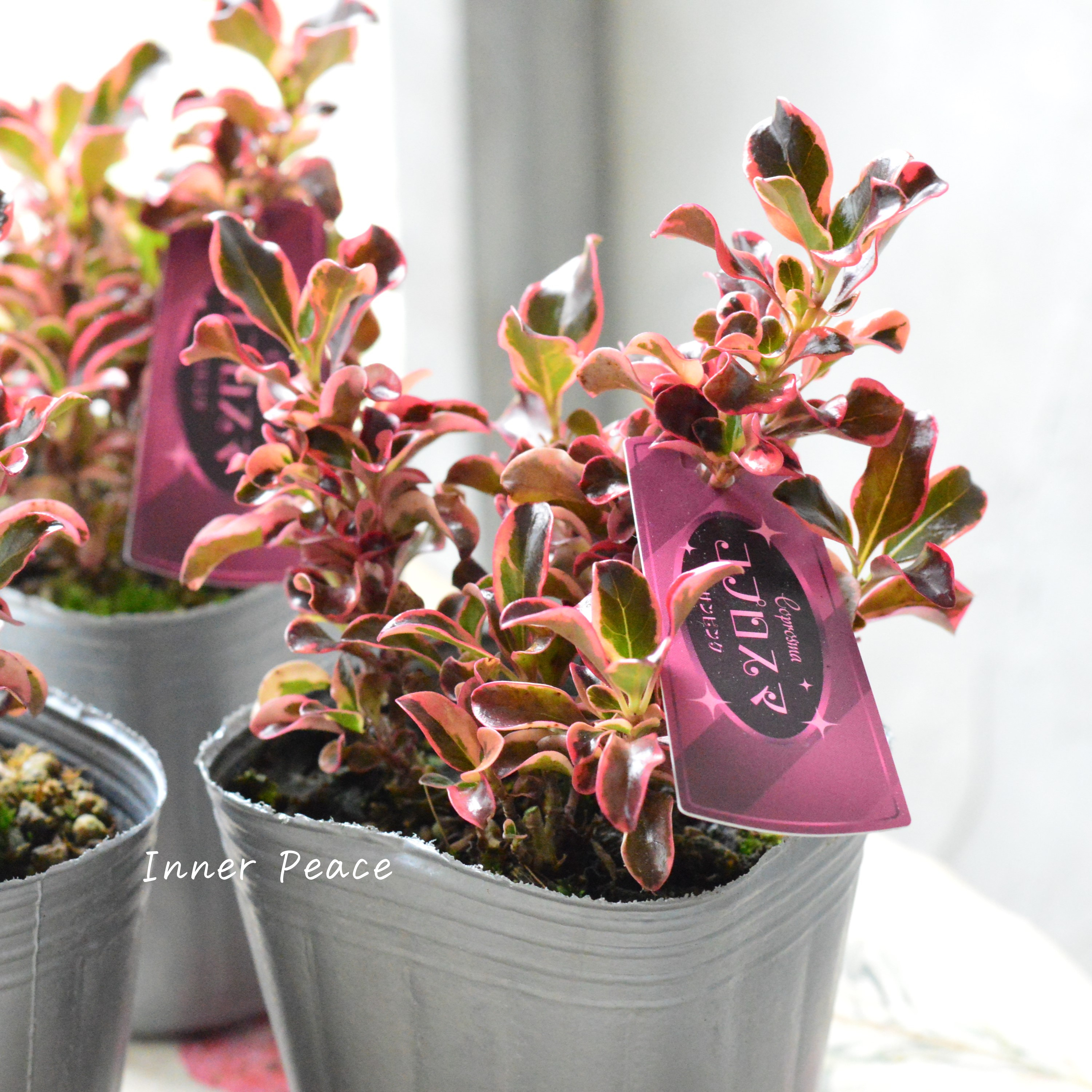 【寄せ植えに】 コプロスマ 『サンピンク』 3寸POT