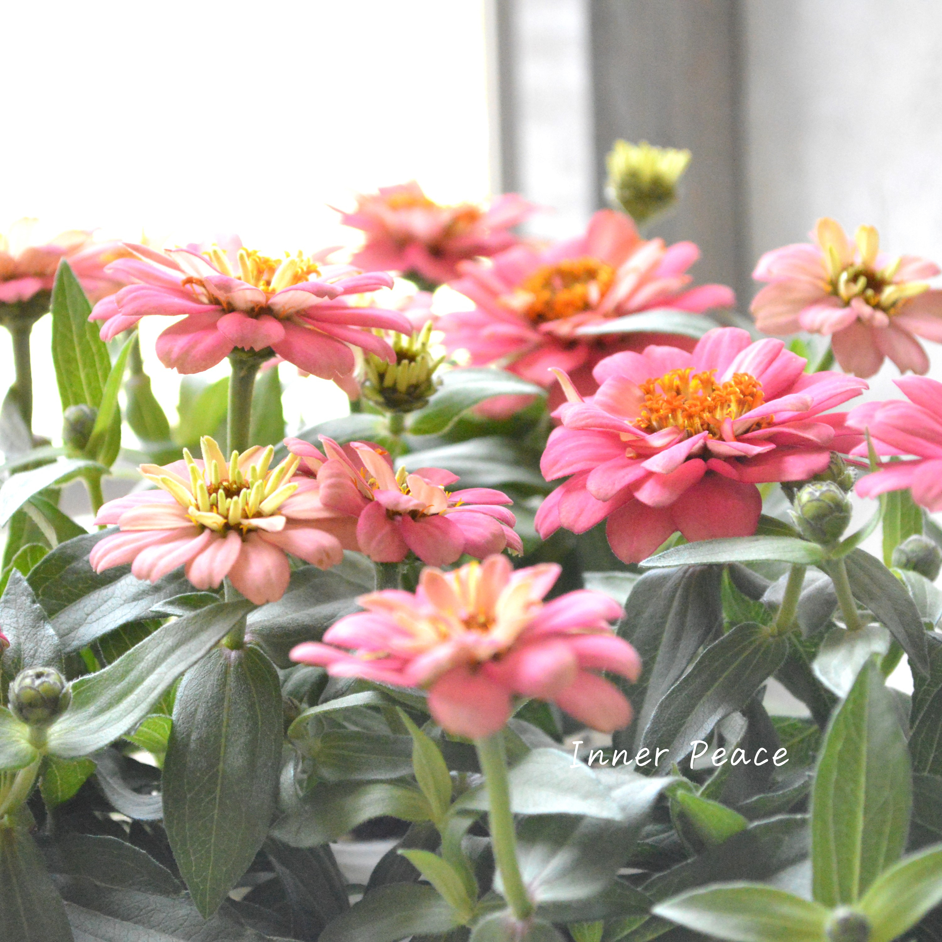 【八重咲き】ジニア・ダブルザハラ『サーモン』 3.5寸POT