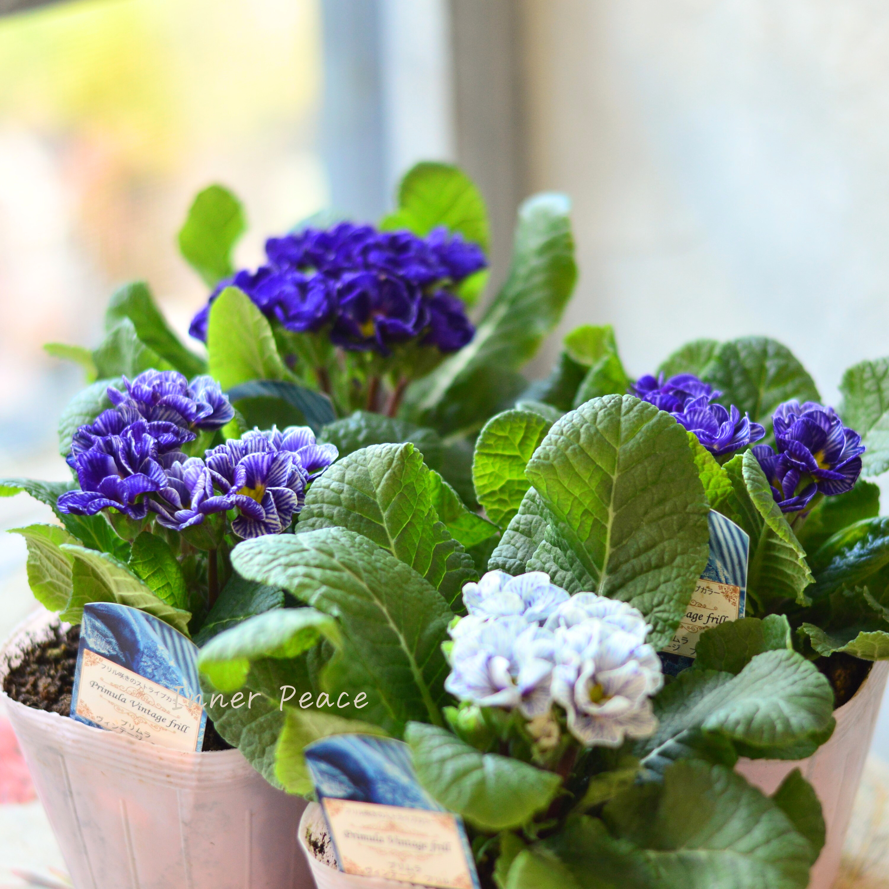 【個性的】 プリムラ 『ヴィンテージフリル』 3寸POT