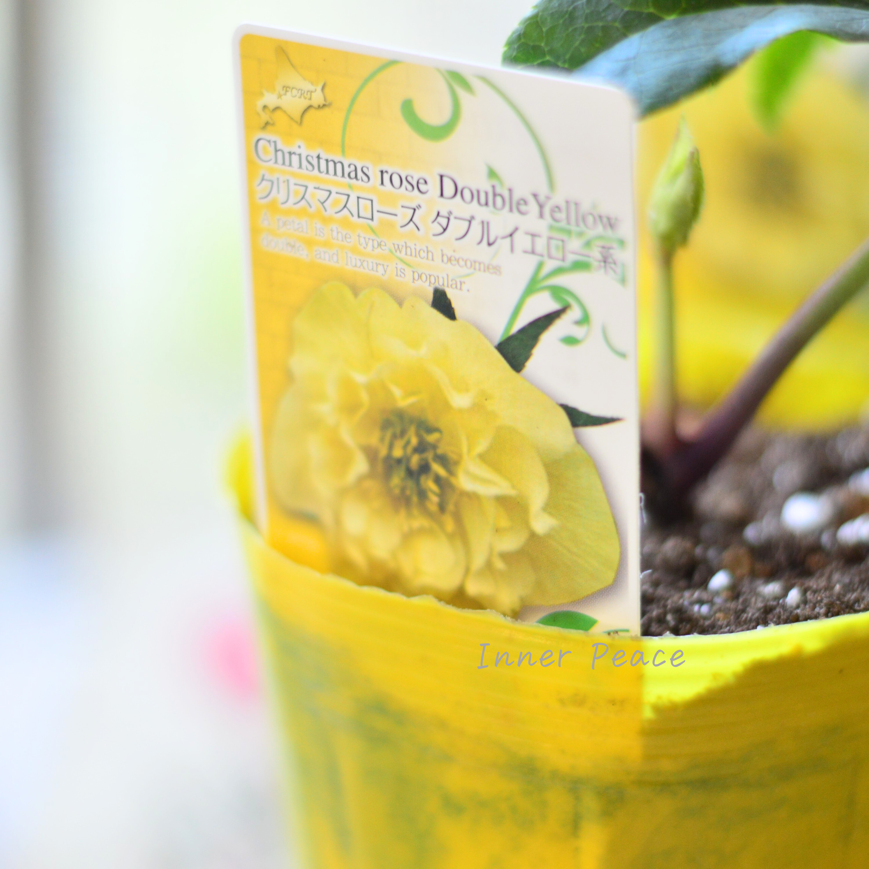 【八重咲き】 クリスマスローズ 『ダブルイエロー系』 3.5寸ロングPOT