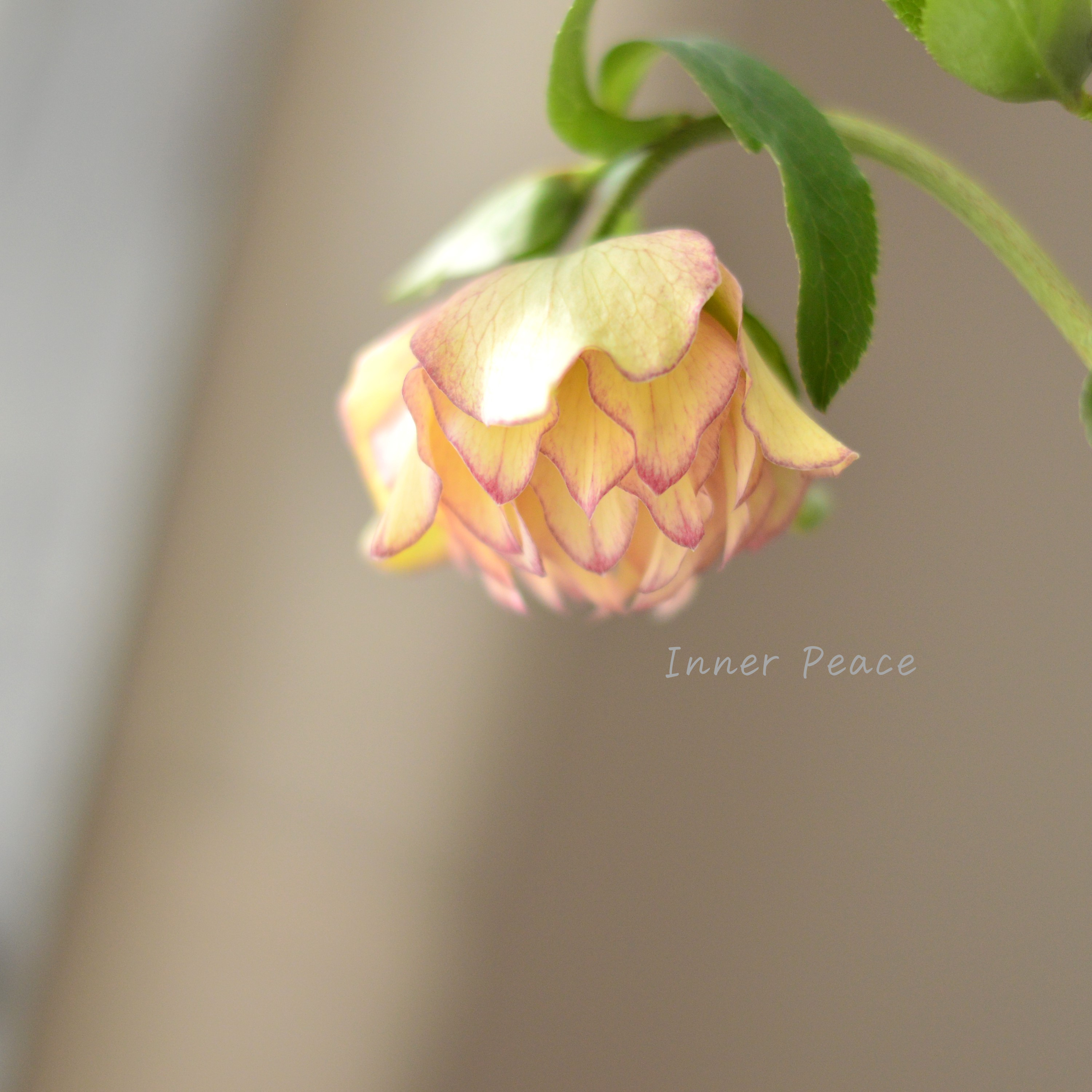 【希少】 吉瀬園芸さんのクリスマスローズ 『プレミアム・ダブル D』 4寸鉢