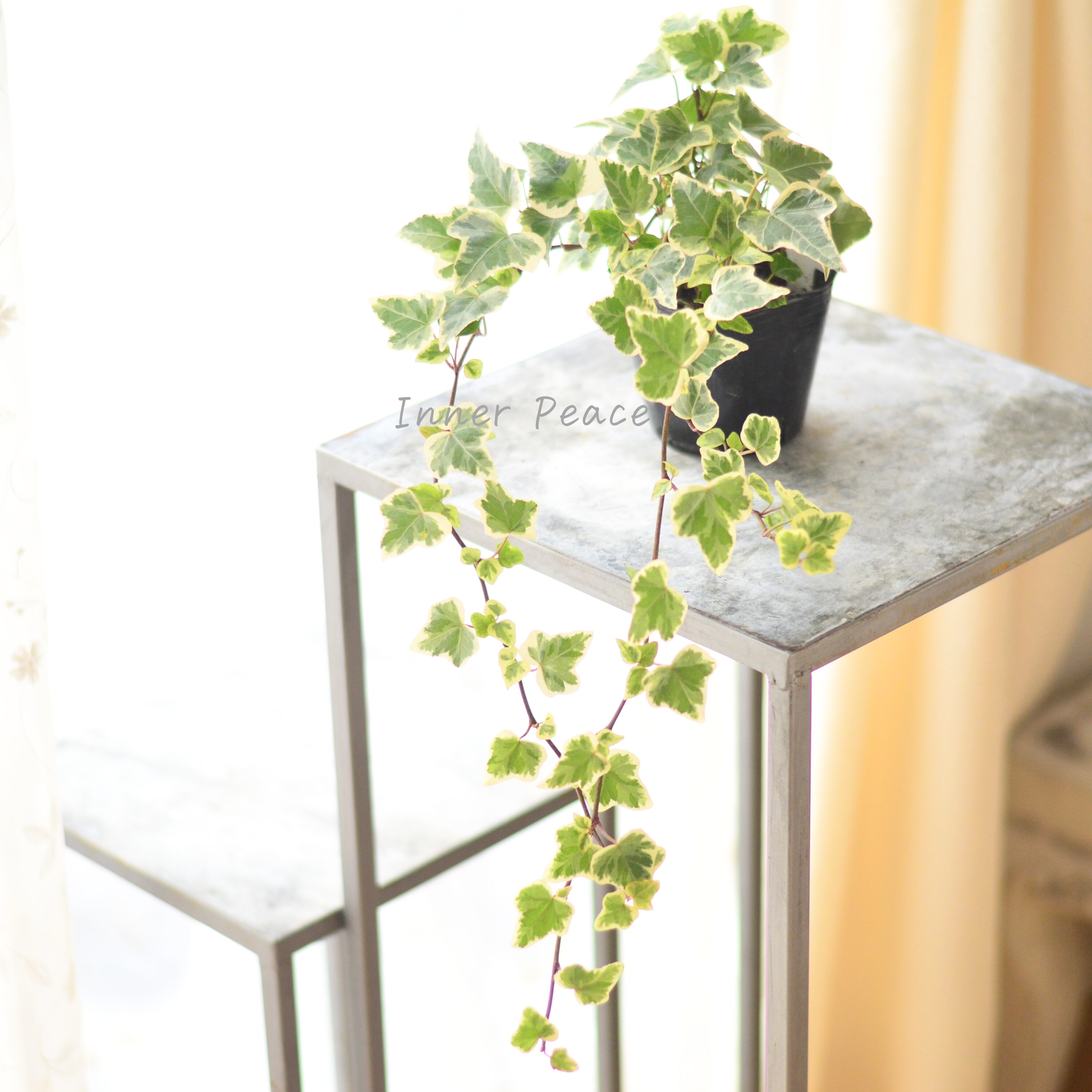 【寄せ植えに】 ヘデラ ヘリックス 『ホワイトワンダー』 3寸POT