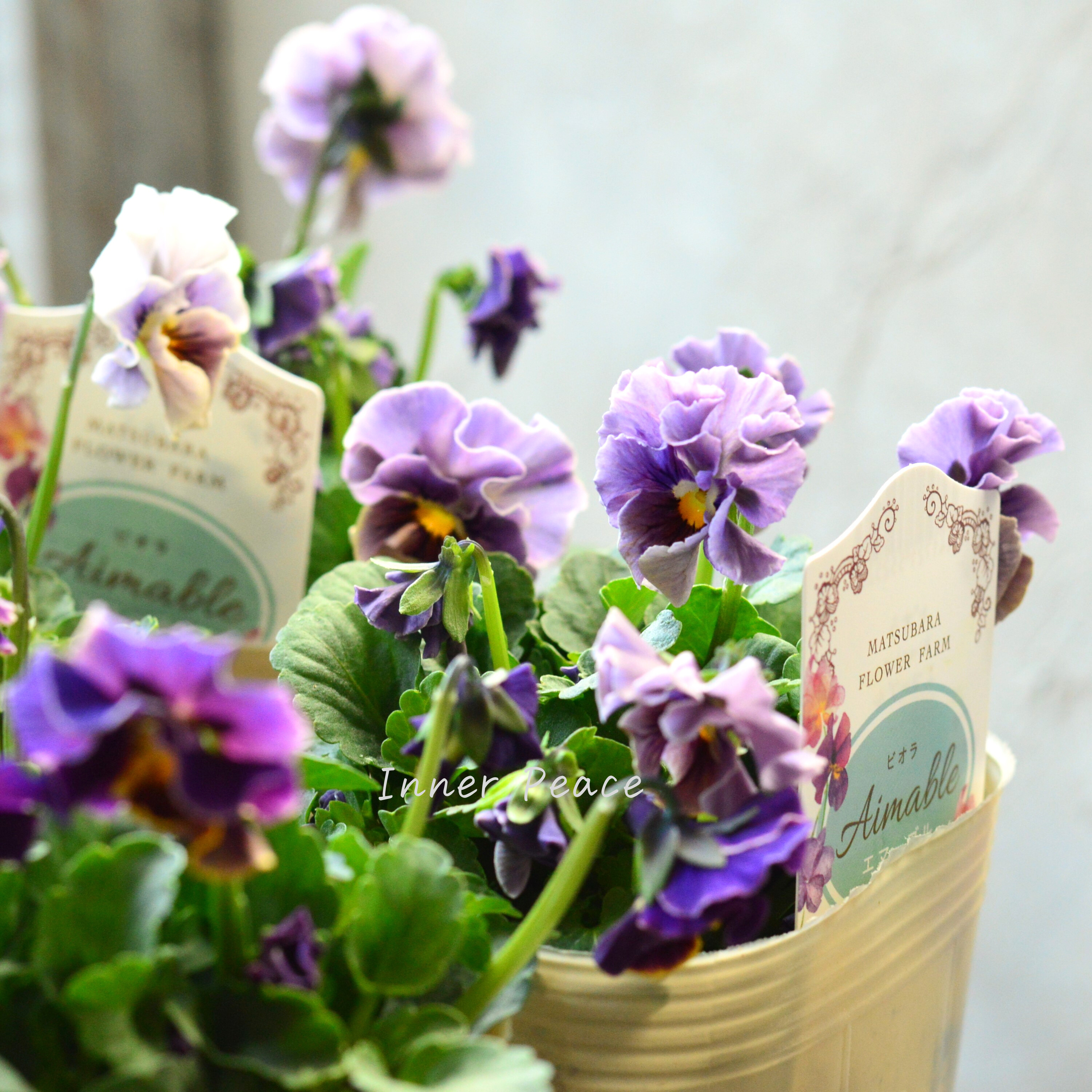 【マツバラフラワーファームさん】 ビオラ 『エマーブル・スタイリッシュグレイ』 3寸ロングPOT