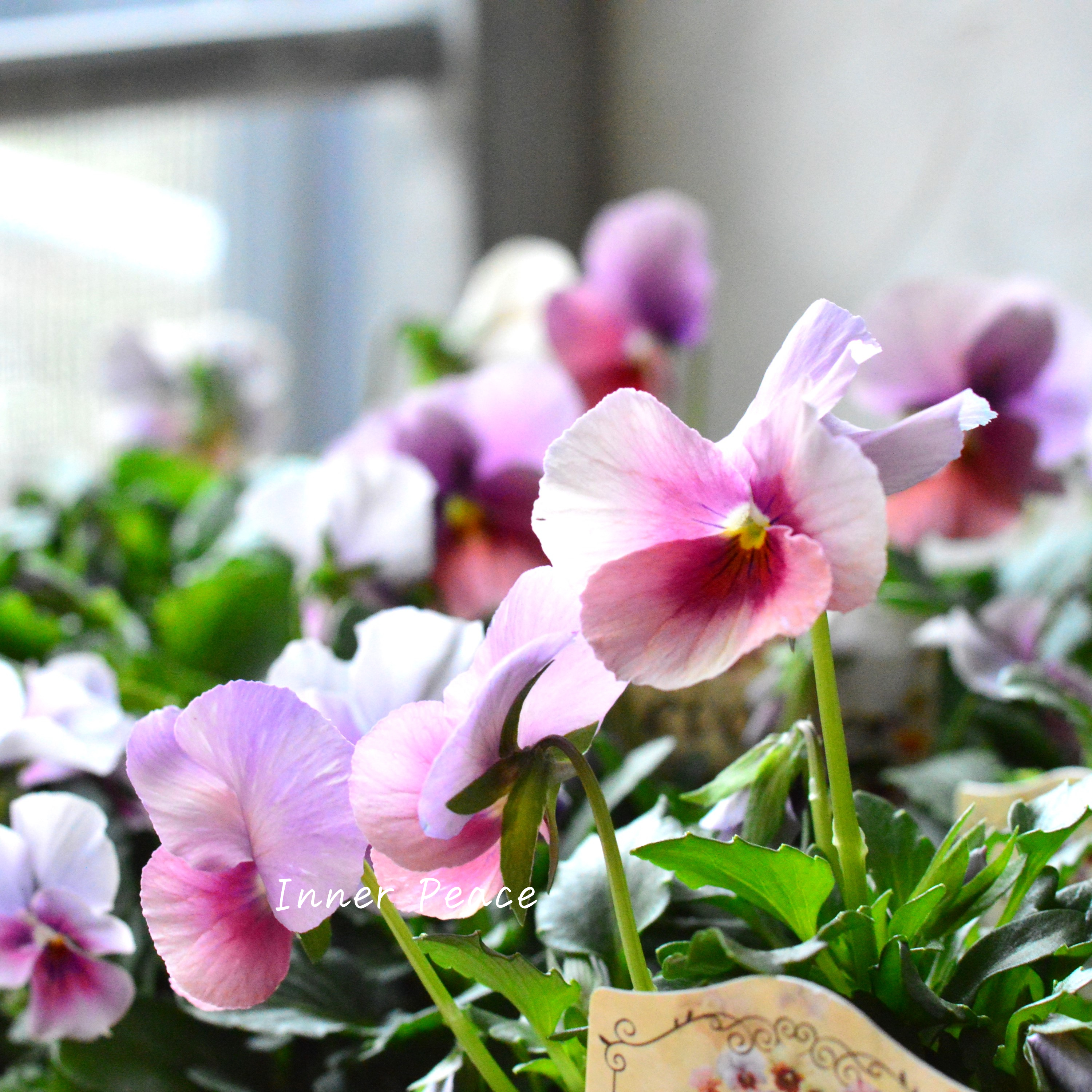 【美しい】 ビオラ 『evolve ~エボルベ~』 3.5寸POT