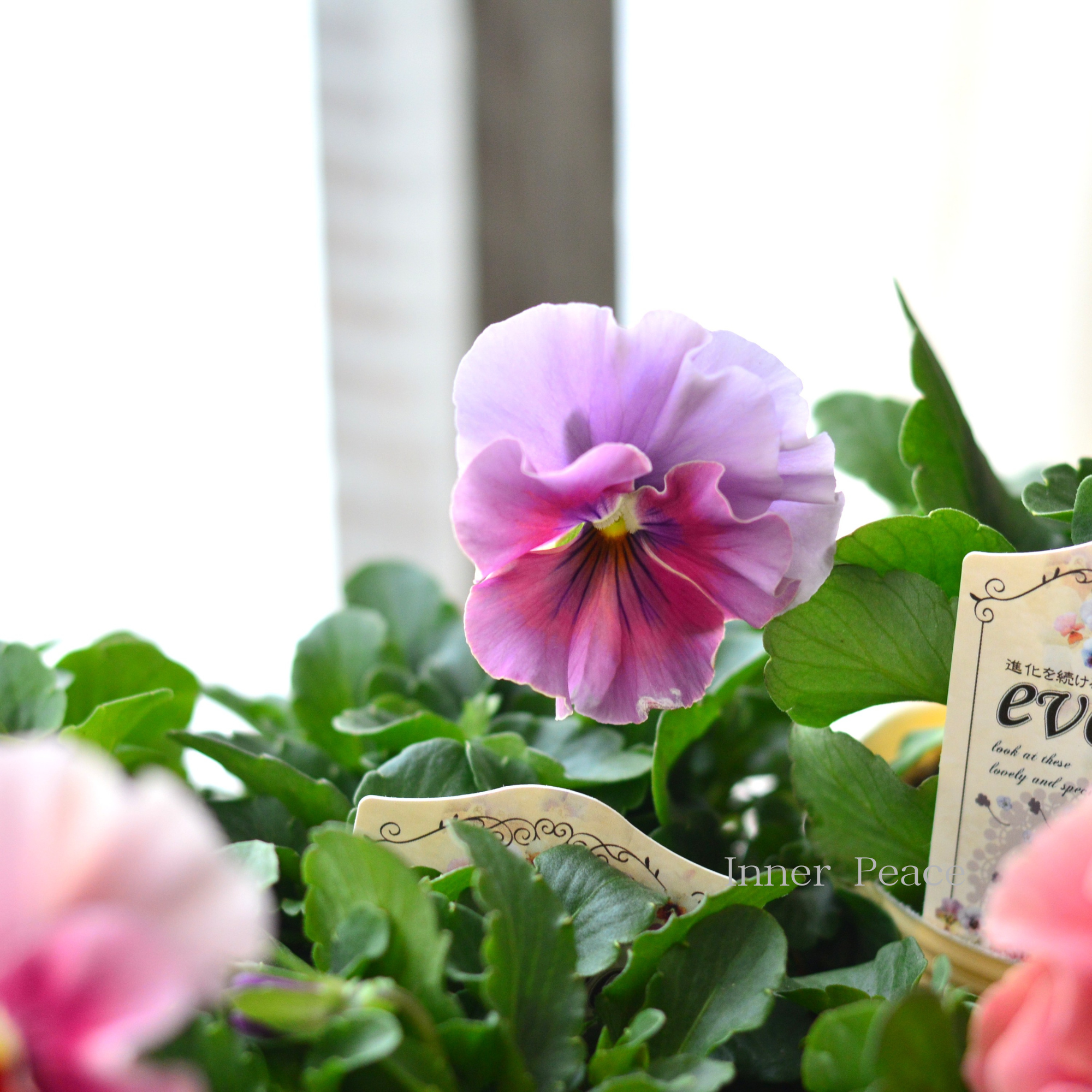 【美しい】 ビオラ 『evolve ~エボルベ~』 3.5寸POT