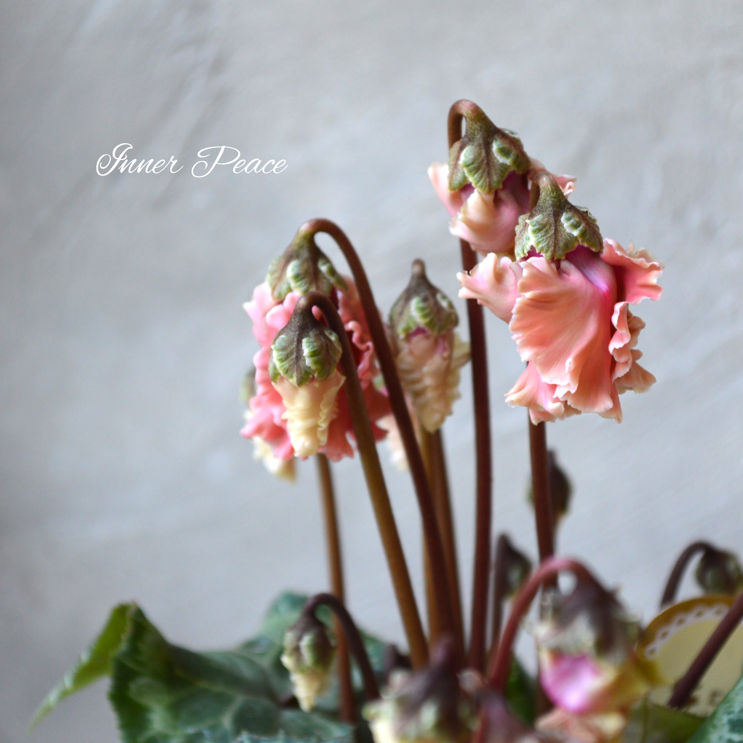 【希少】 ガーデンシクラメン 『森の妖精・アンティーク』 3寸ロング硬質POT