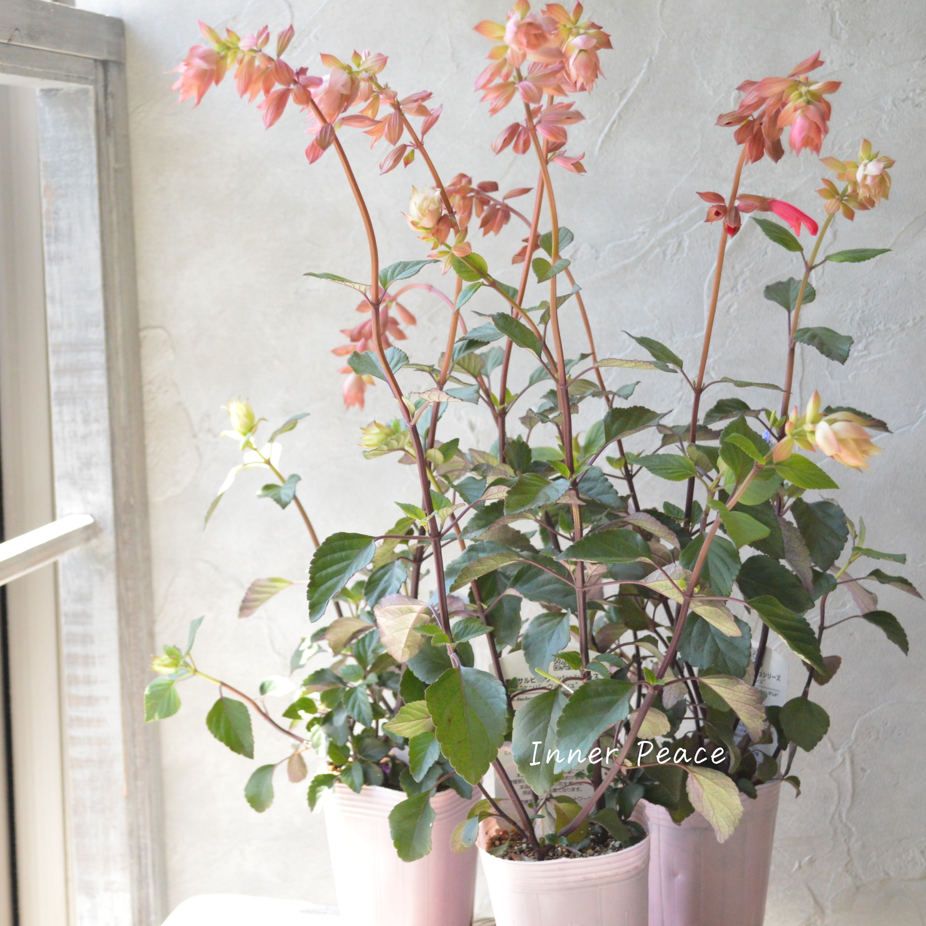 【宿根】 サルビア 『エンバーウィッシュ』 3.5寸POT