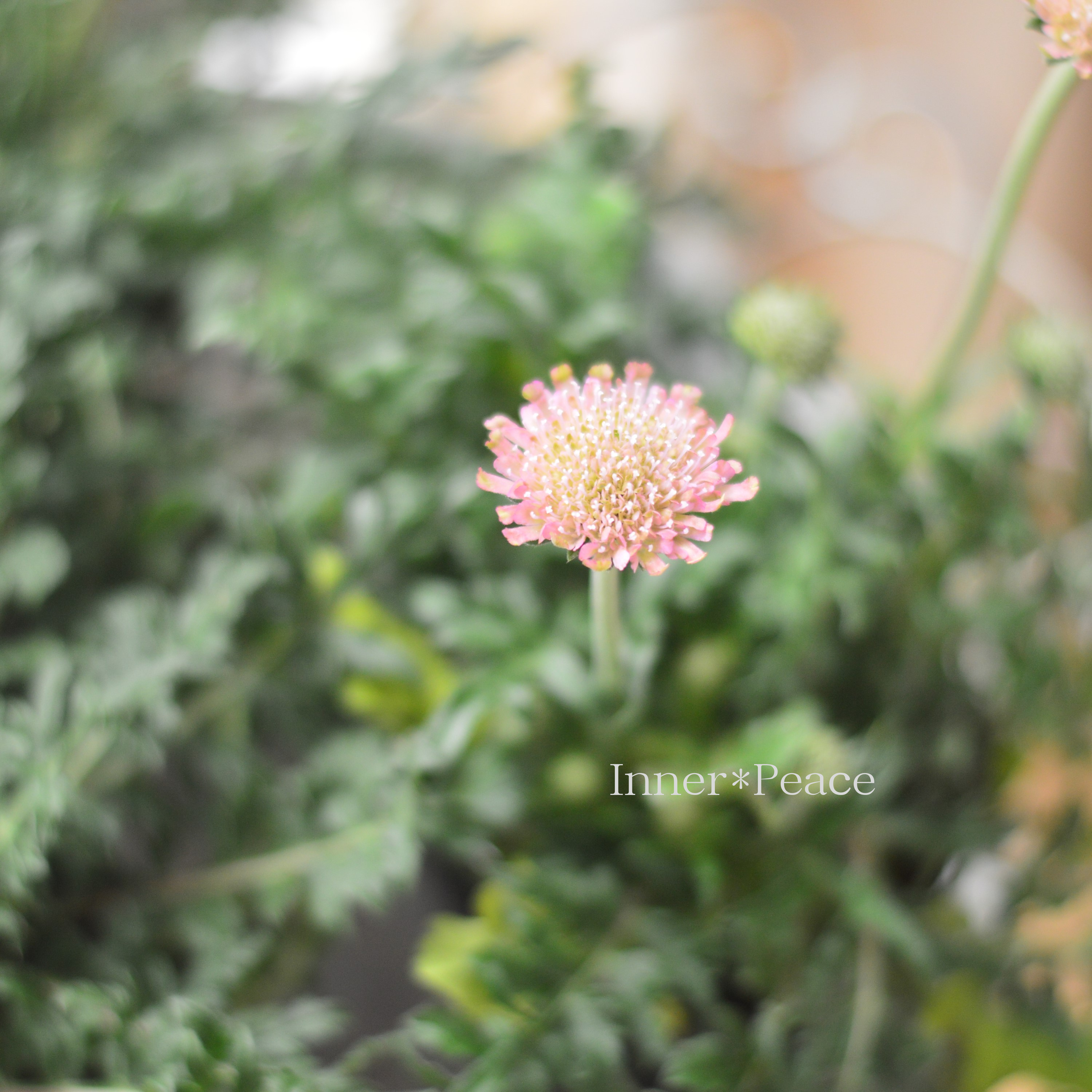 【かわいい】 スカビオサ 『カメレオングリーン』 3寸POT