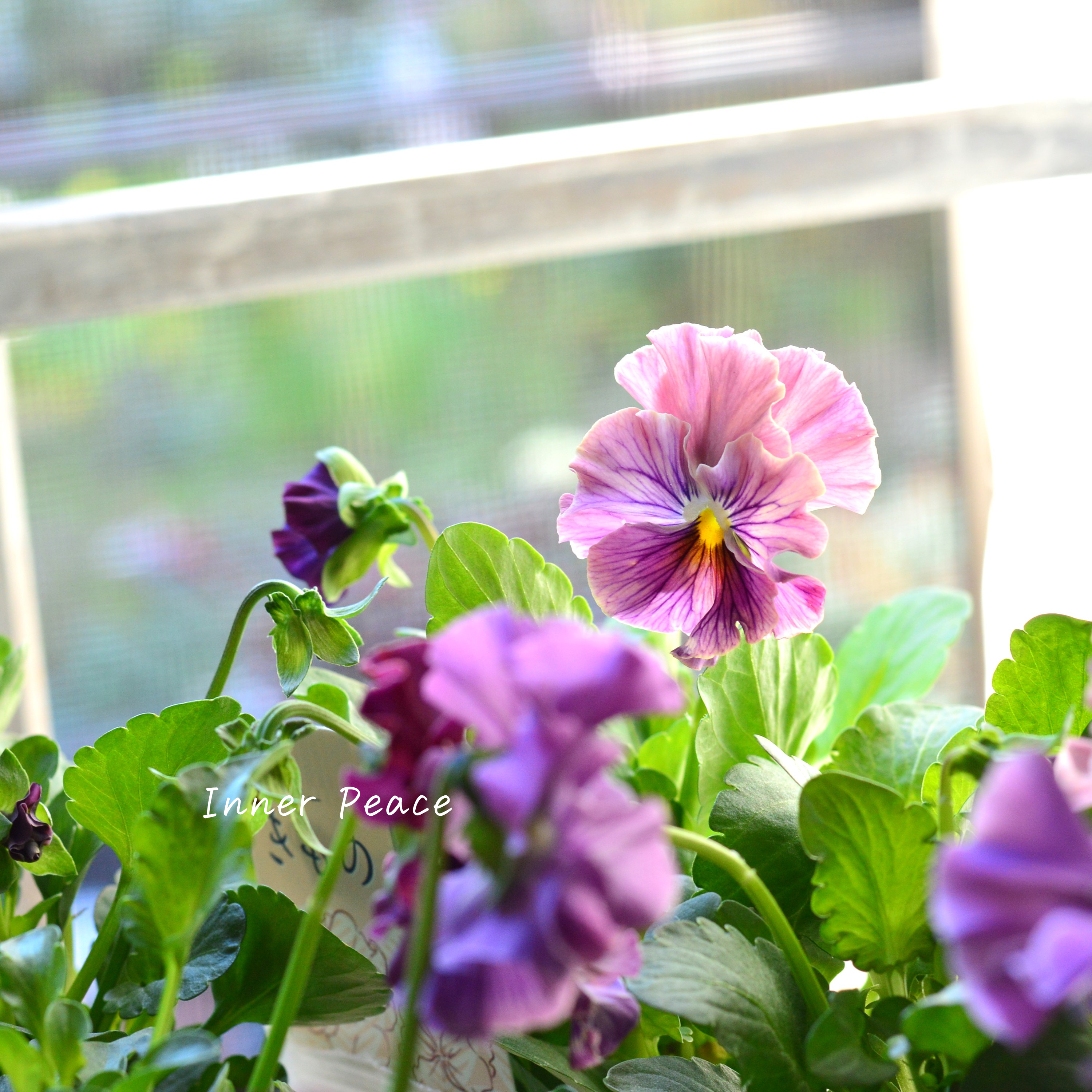 【美しい】 パンジー 『きもの』 3.5寸POT