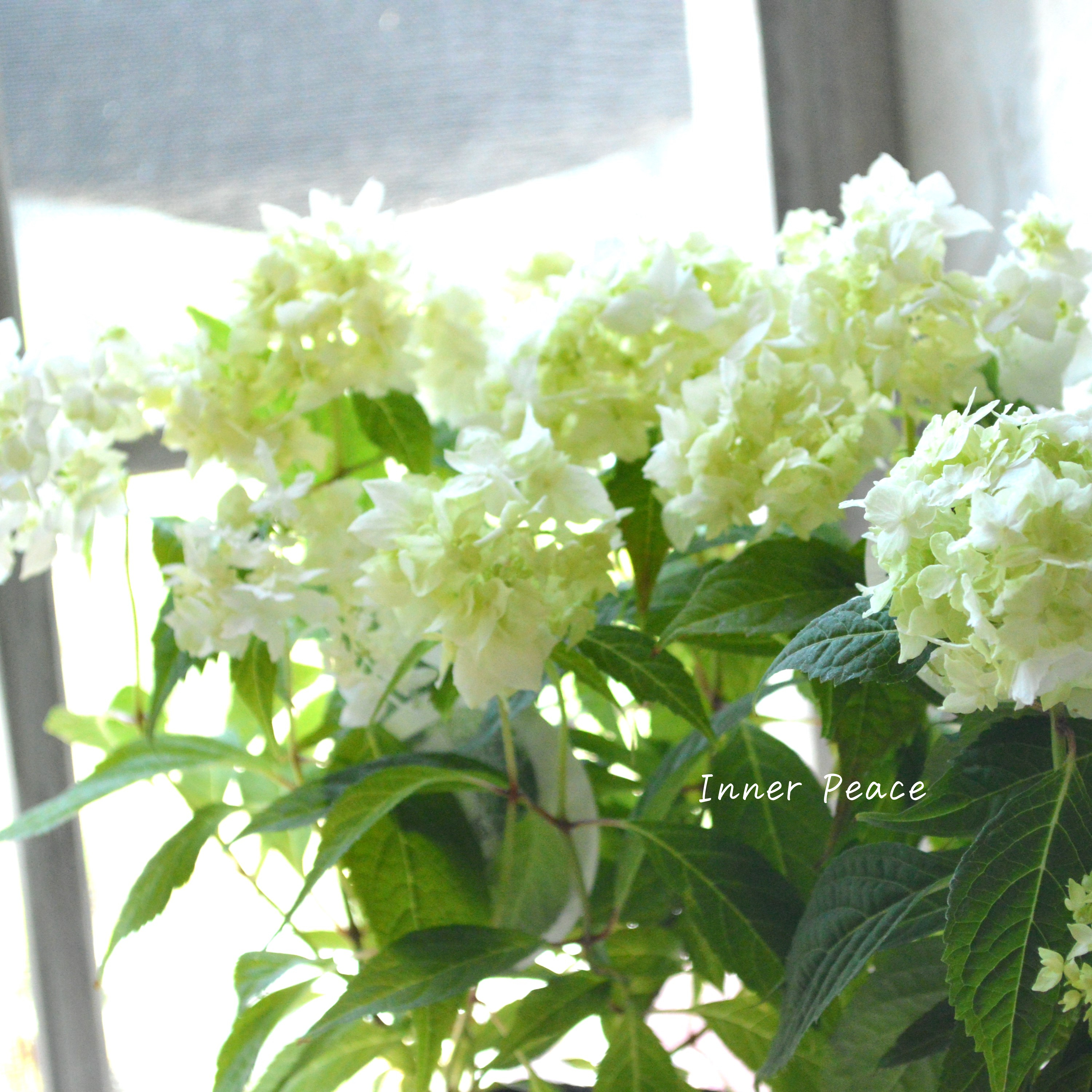 【吉岡麗子さん】 紫陽花 『白扇』 3号POT