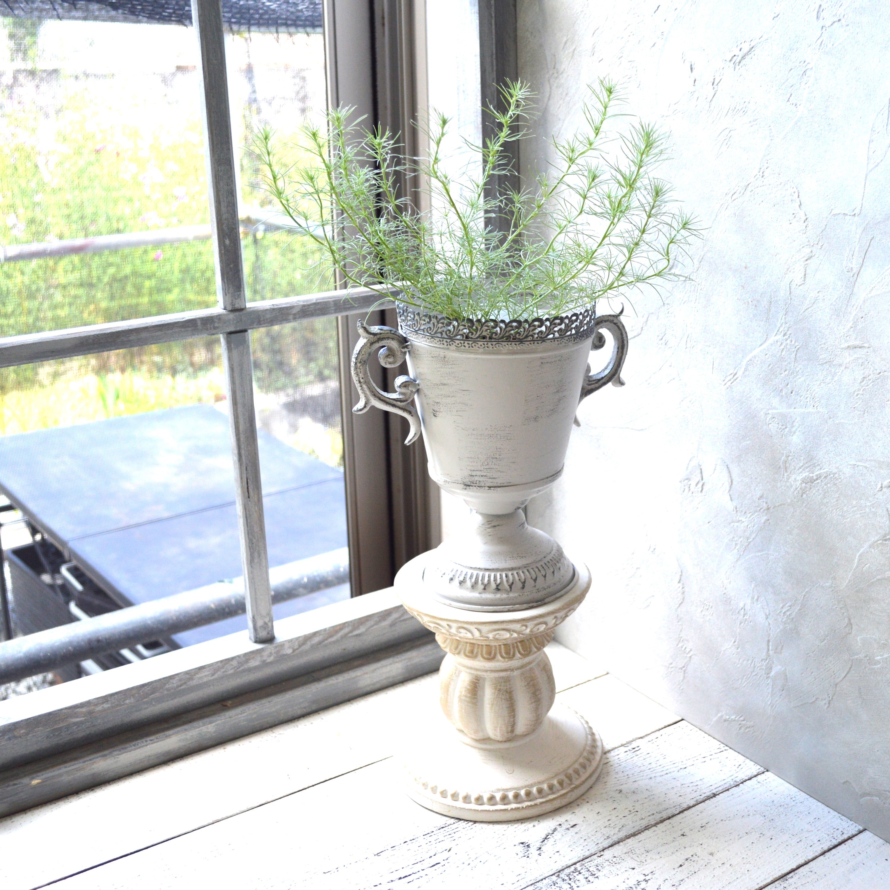 【ふわふわリーフ】ロータス『コットンキャンディー』 2.5寸POT