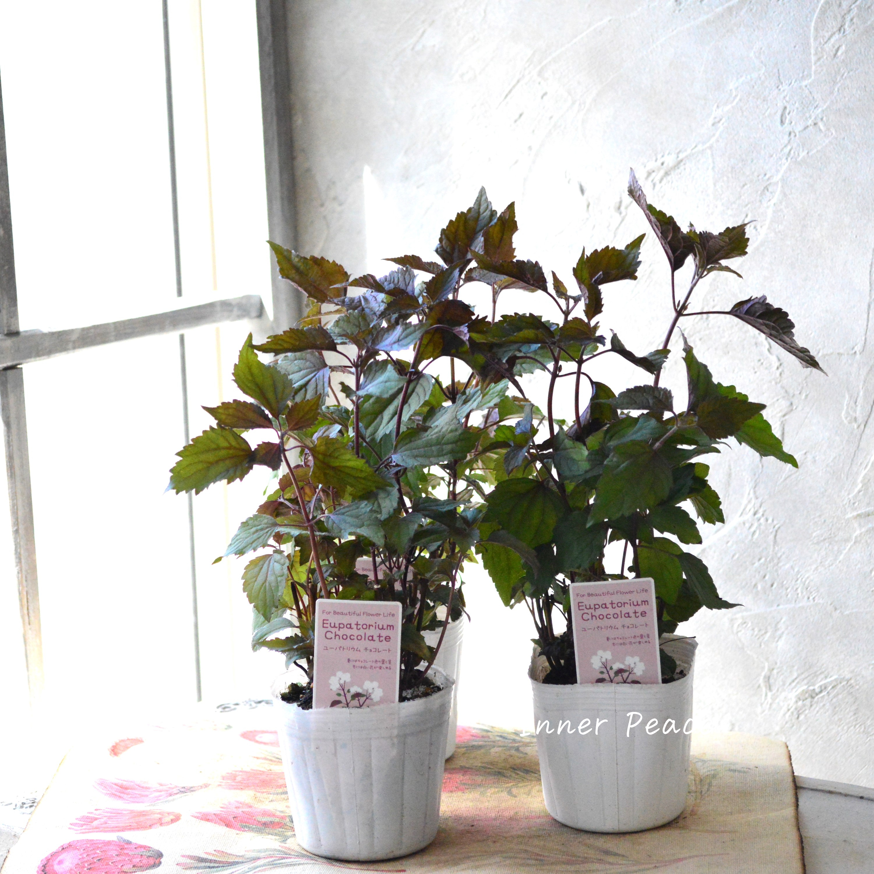 【暑さ寒さに強い】 ユーパトリウム 『チョコレート』 3寸POT