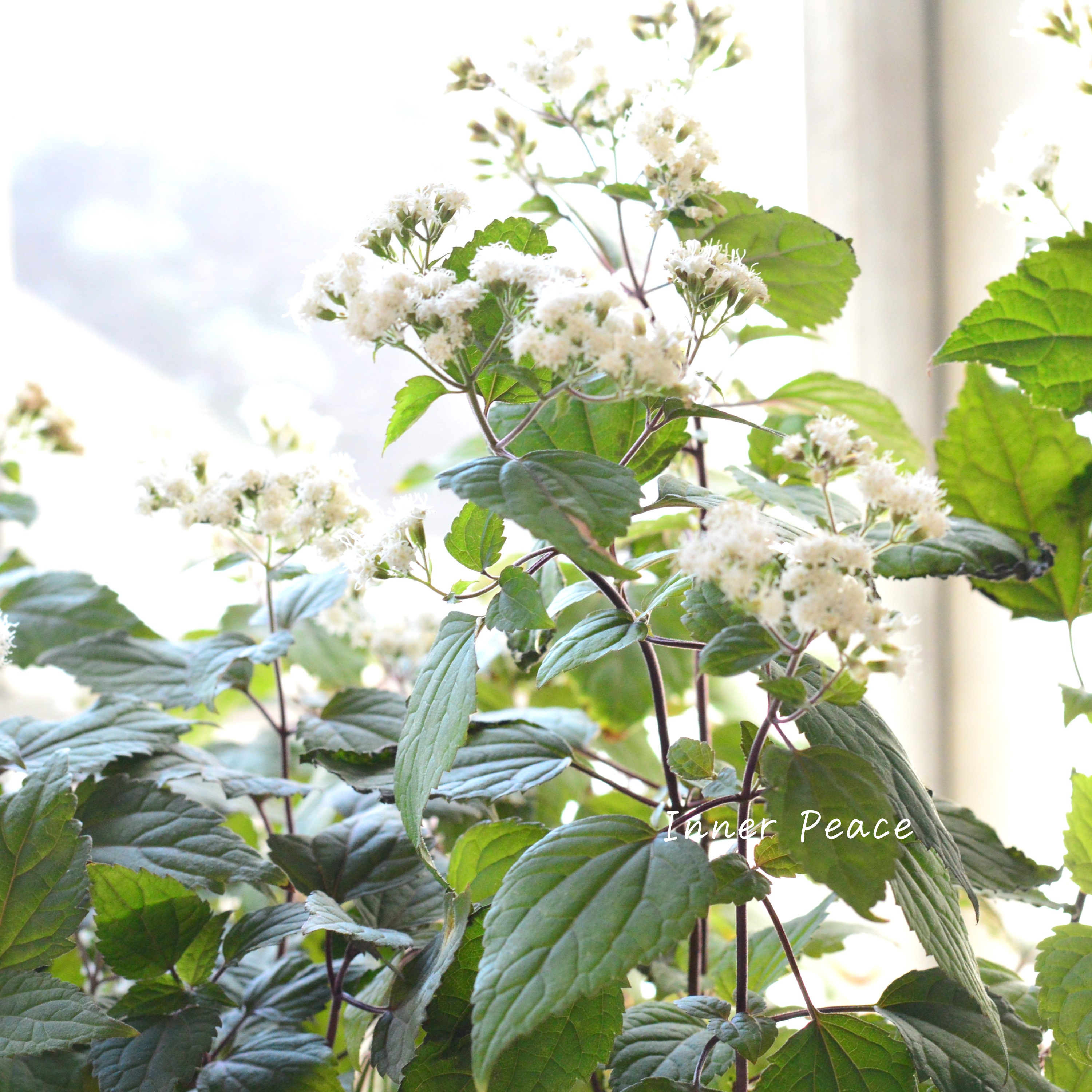 【暑さ寒さに強い】 ユーパトリウム 『チョコレート』 3寸POT