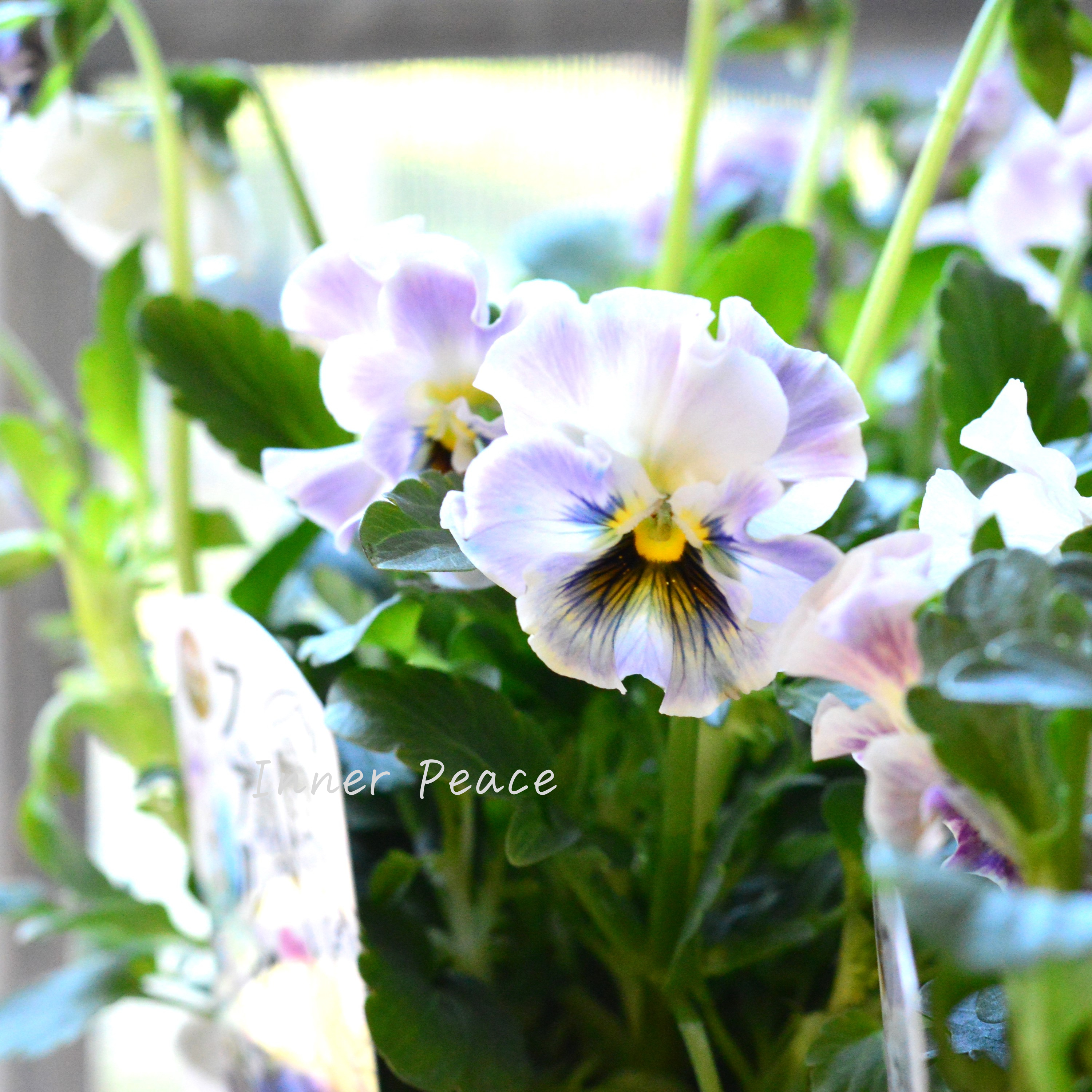 【花日和さんオリジナル】 フリル咲きパンジー 『ファルダ』 3.5寸POT