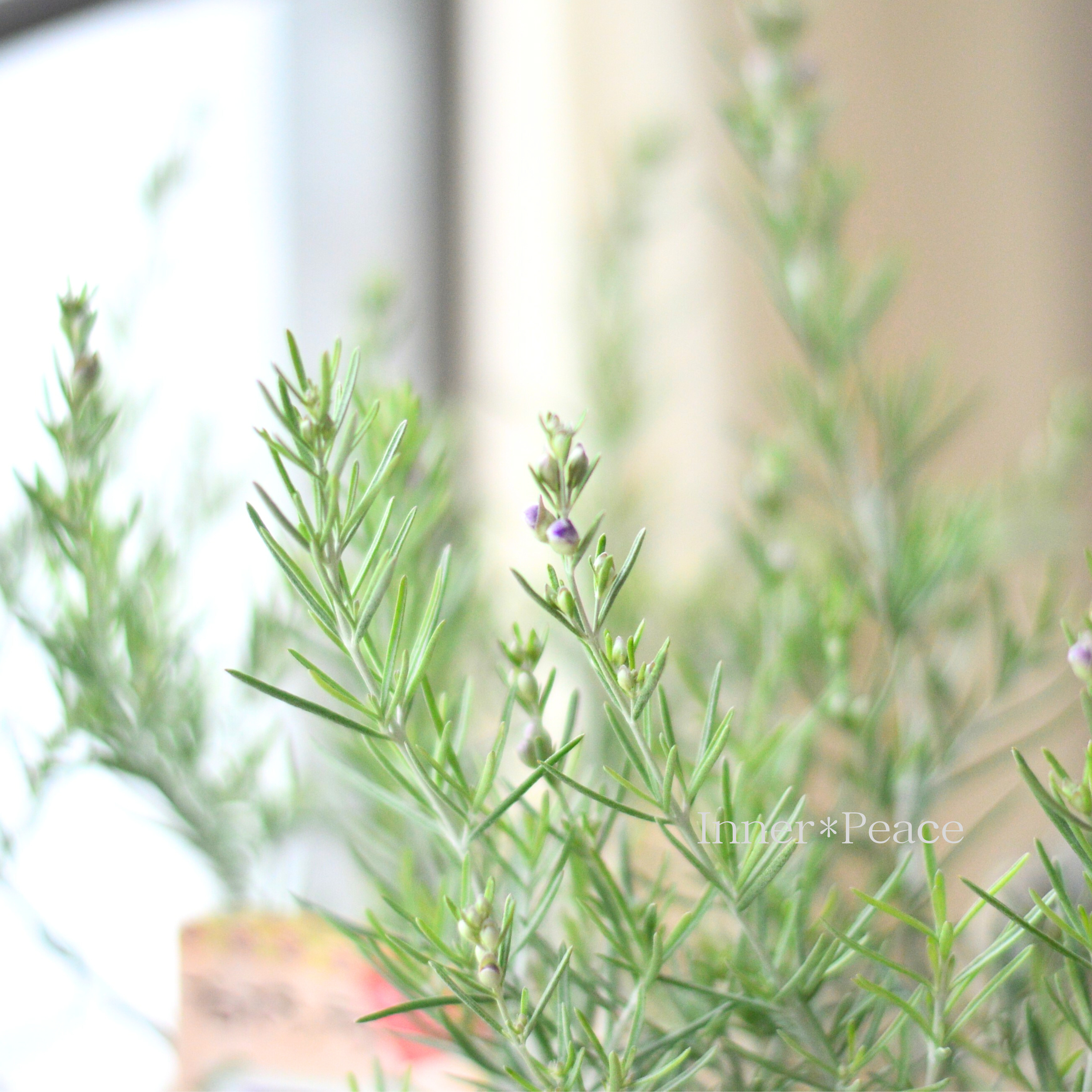 【常緑】 プロスタンテラ(ミントブッシュ) 2.5寸POT