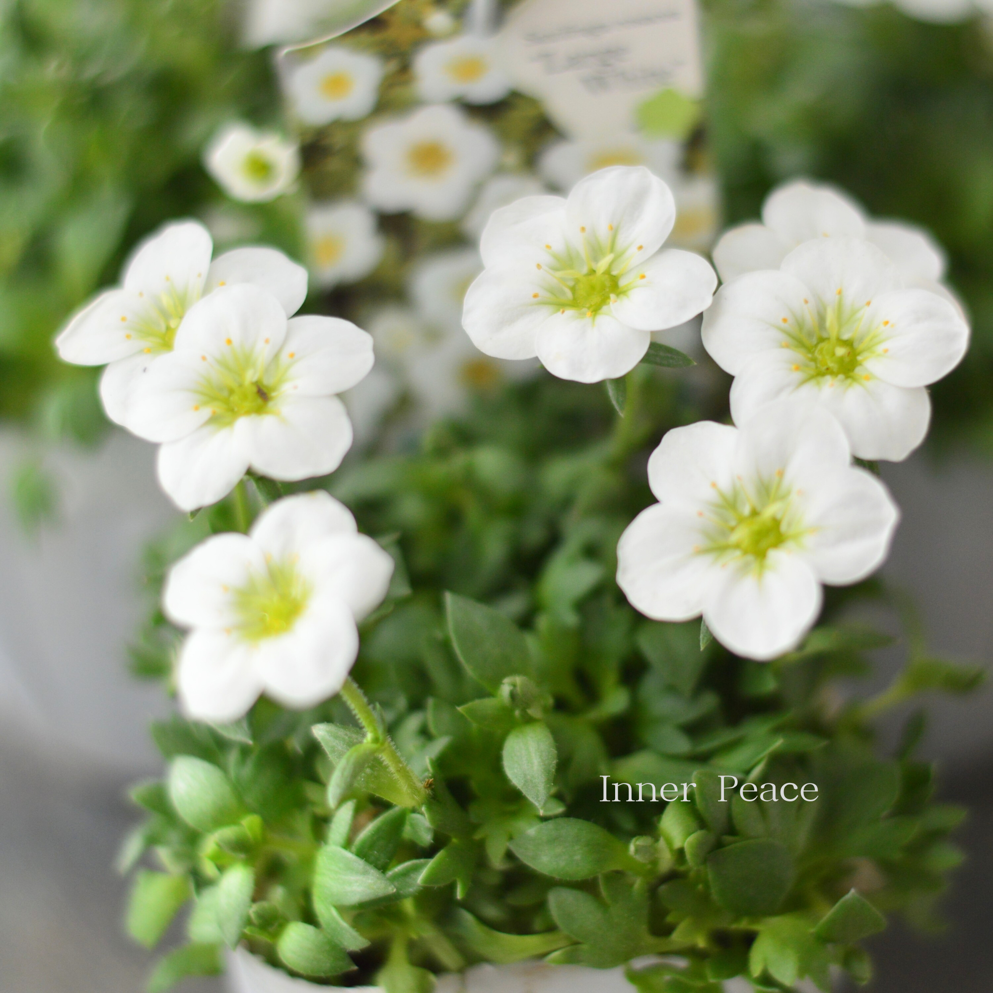 【寒さに強い】 クモマグサ(雲間草) 『ラージタイプ ホワイト』 3寸POT