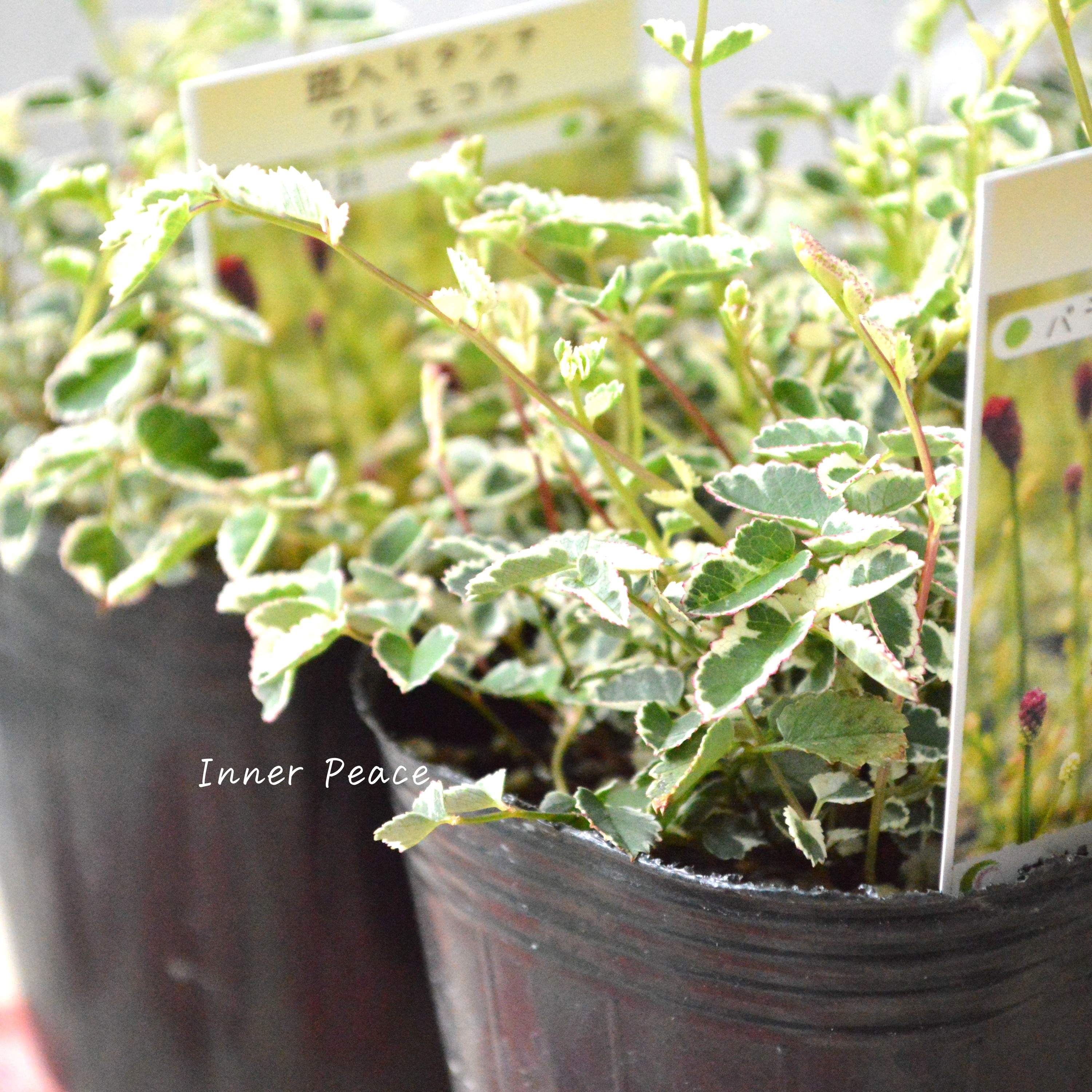 【渋カワ】 斑入りタンナワレモコウ 3寸POT