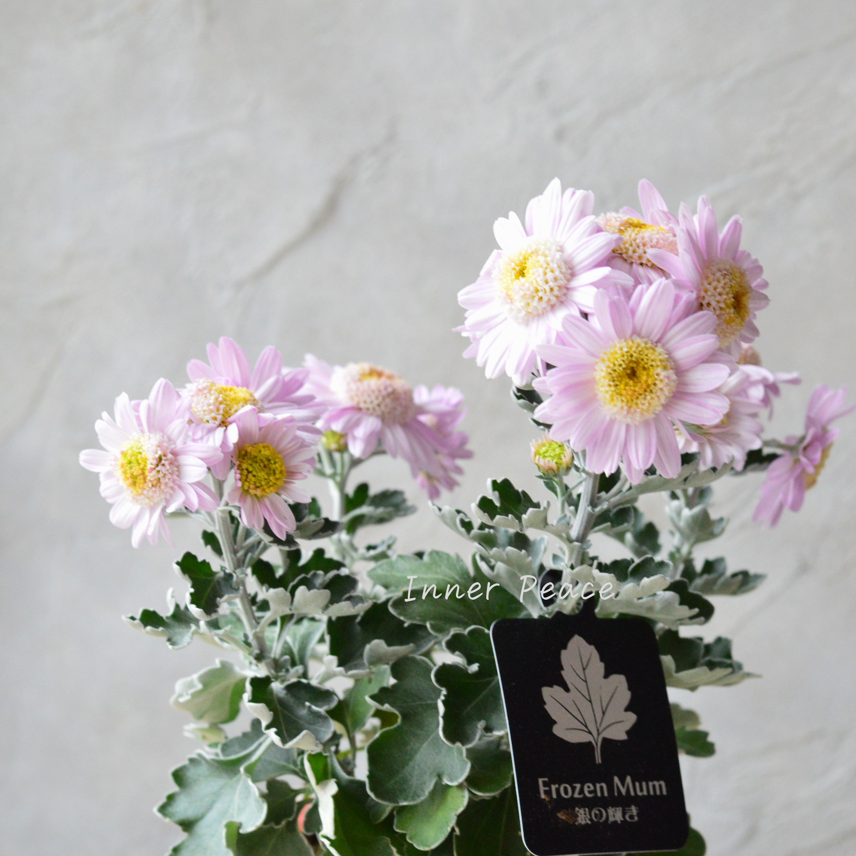 【かわいい】 フローズンマム 『銀の輝き』 3寸POT