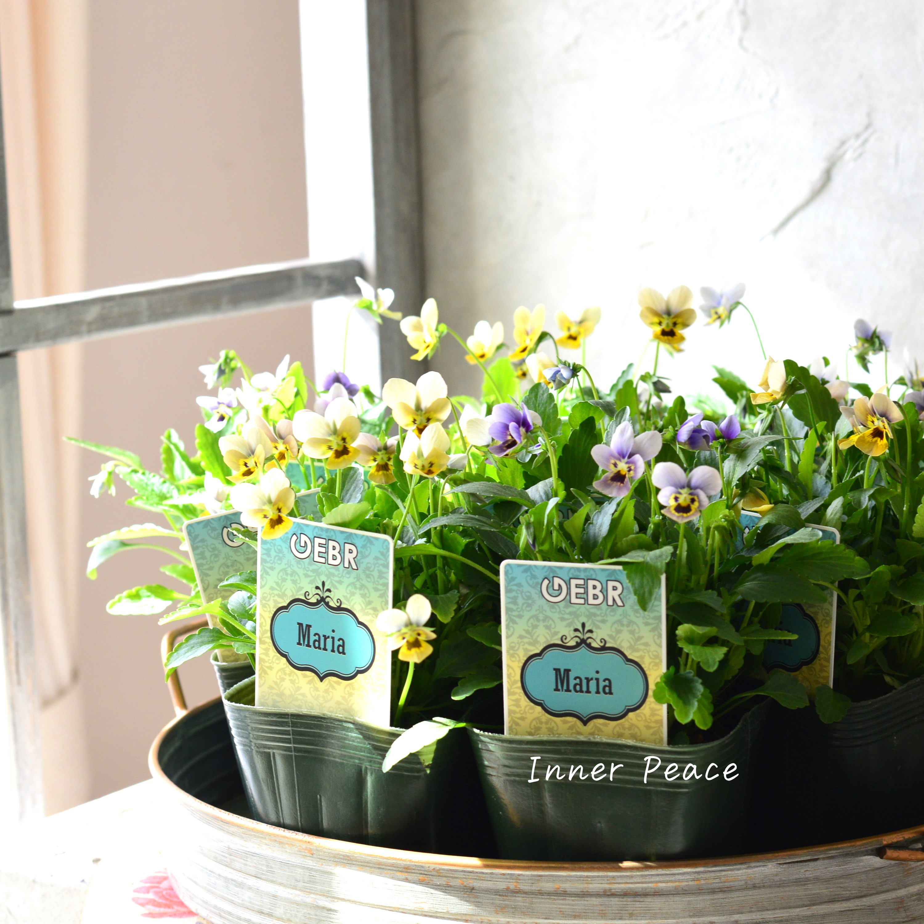 【ゲブラさん】 小輪ビオラ 『マリア』 3.5寸POT