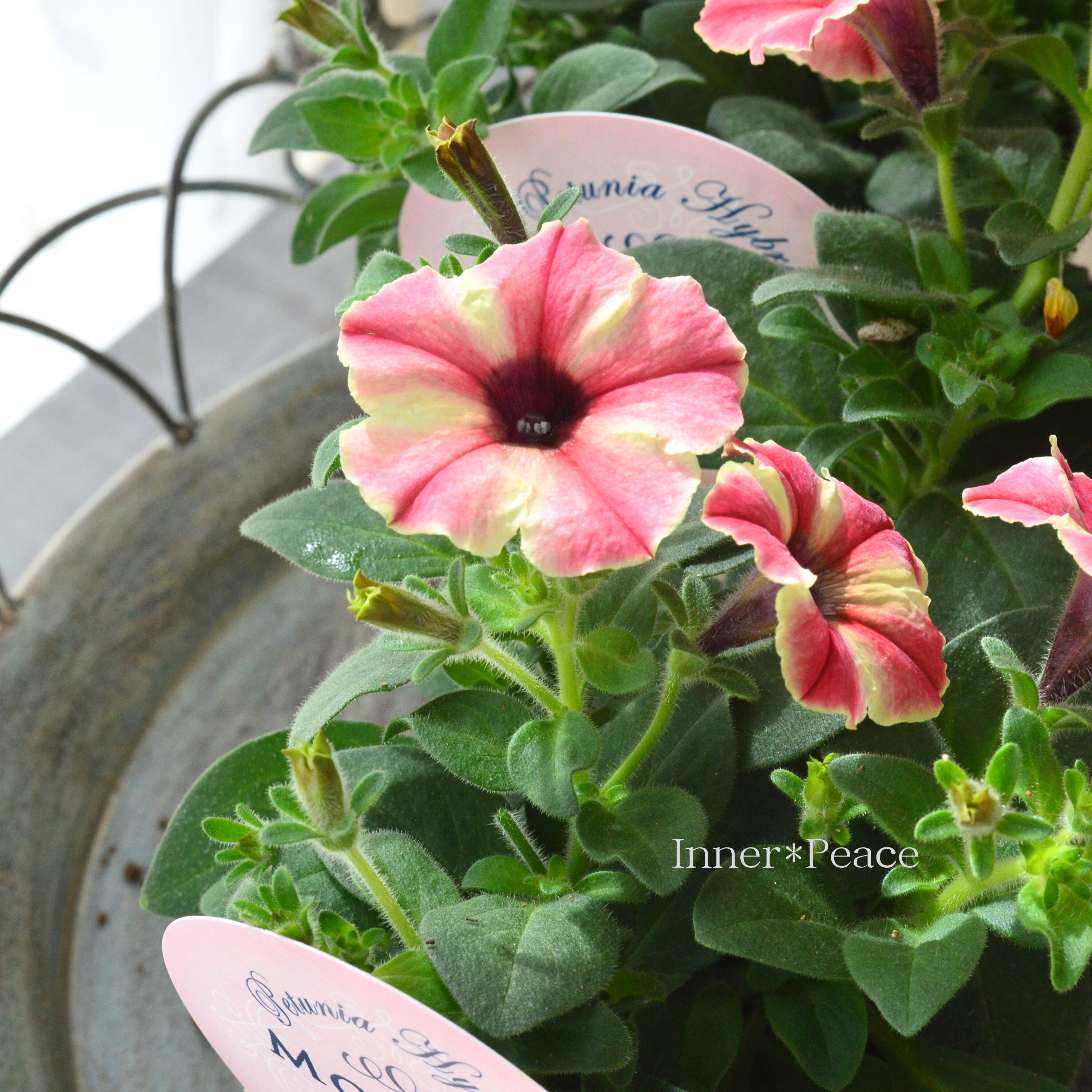 【花芳さんオリジナル】New! ペチュニア 『モンローウォーク・ピーチベール』 3.5寸POT