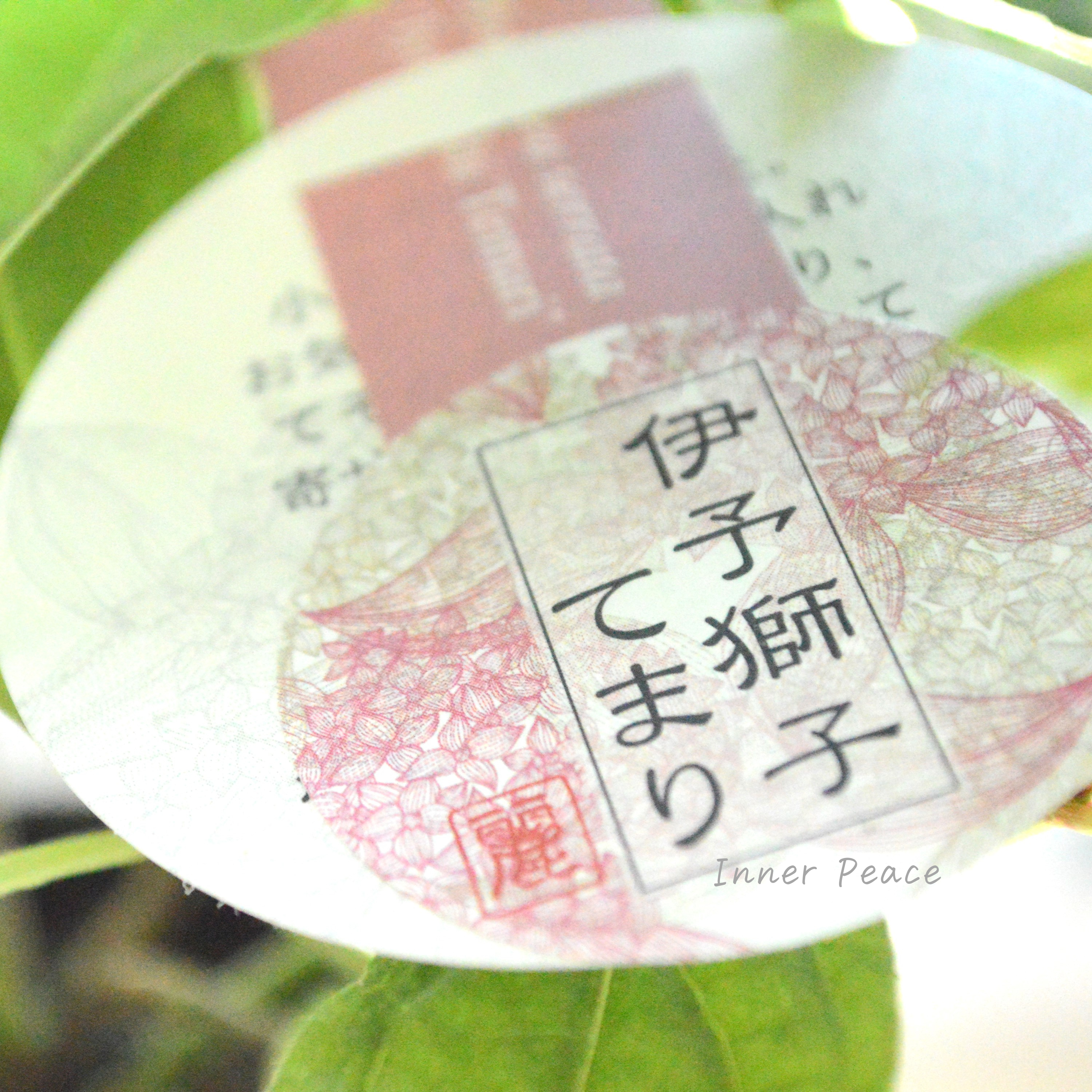 【吉岡麗子さん】 紫陽花 (ぽじさい) 『伊予獅子てまり』 3号POT