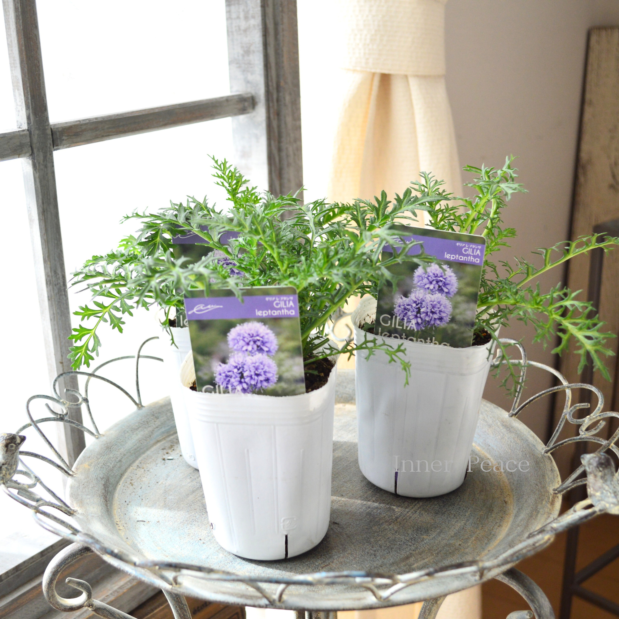 【美しい】 ギリア 『レプタンサ』 植え込み用 3寸POT
