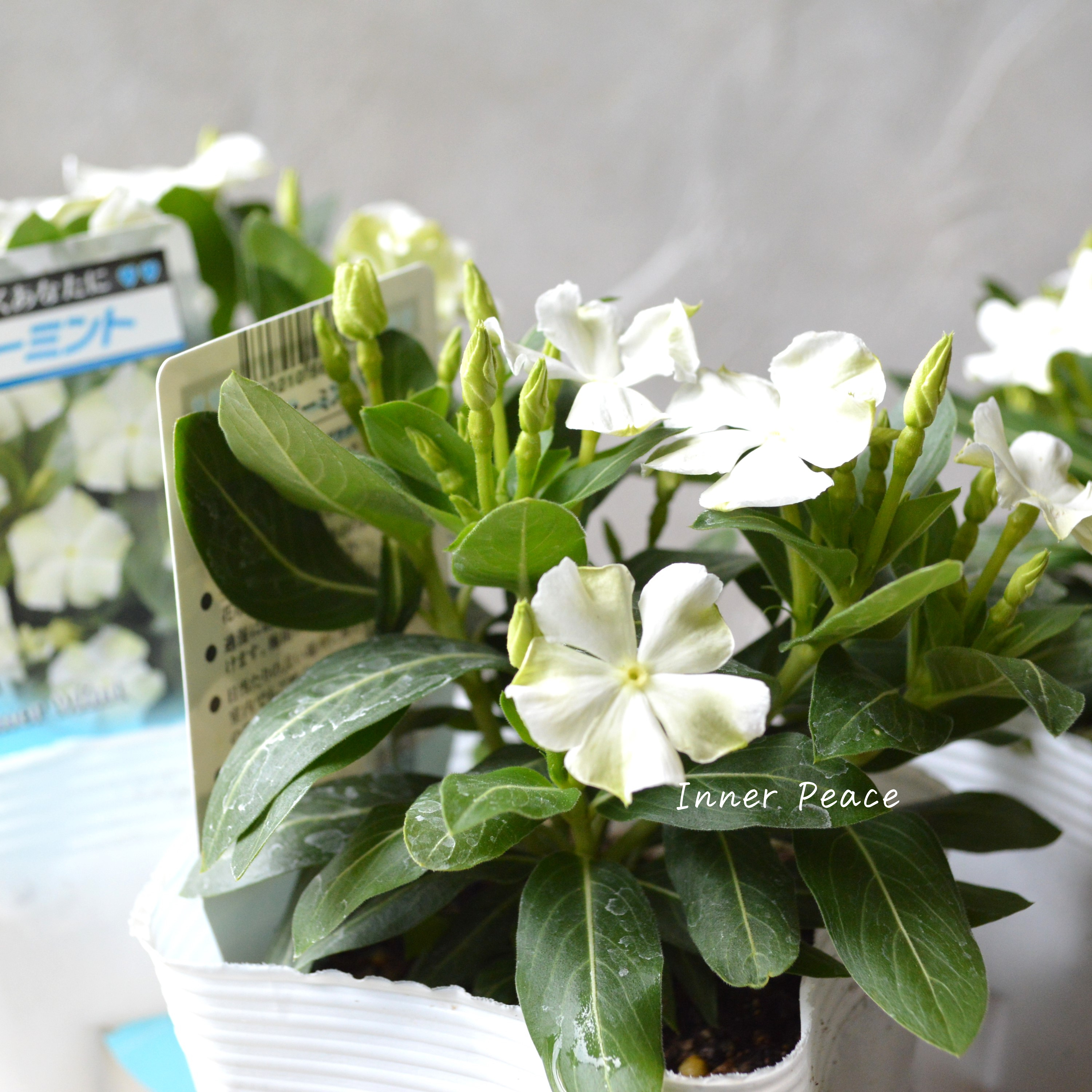 【北島園芸さん】 ニチニチソウ 『サマーミント』 3.5寸POT